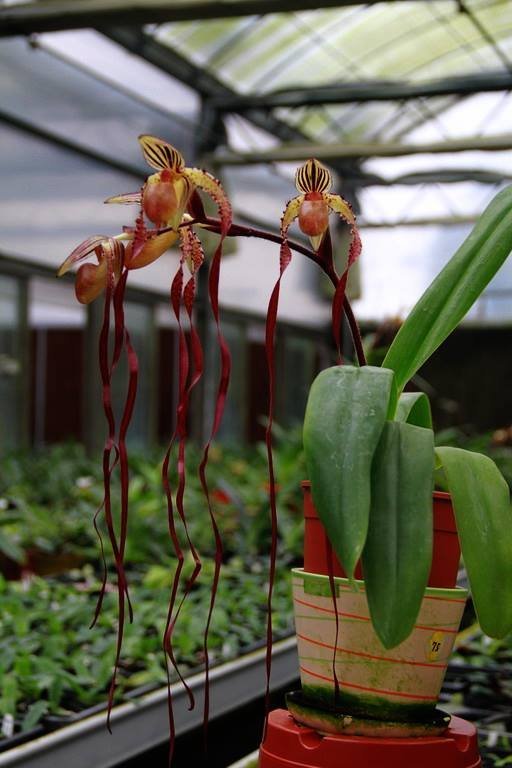 Paphiopedilum Michael Koopowitz "Select" x sanderianum "Select"