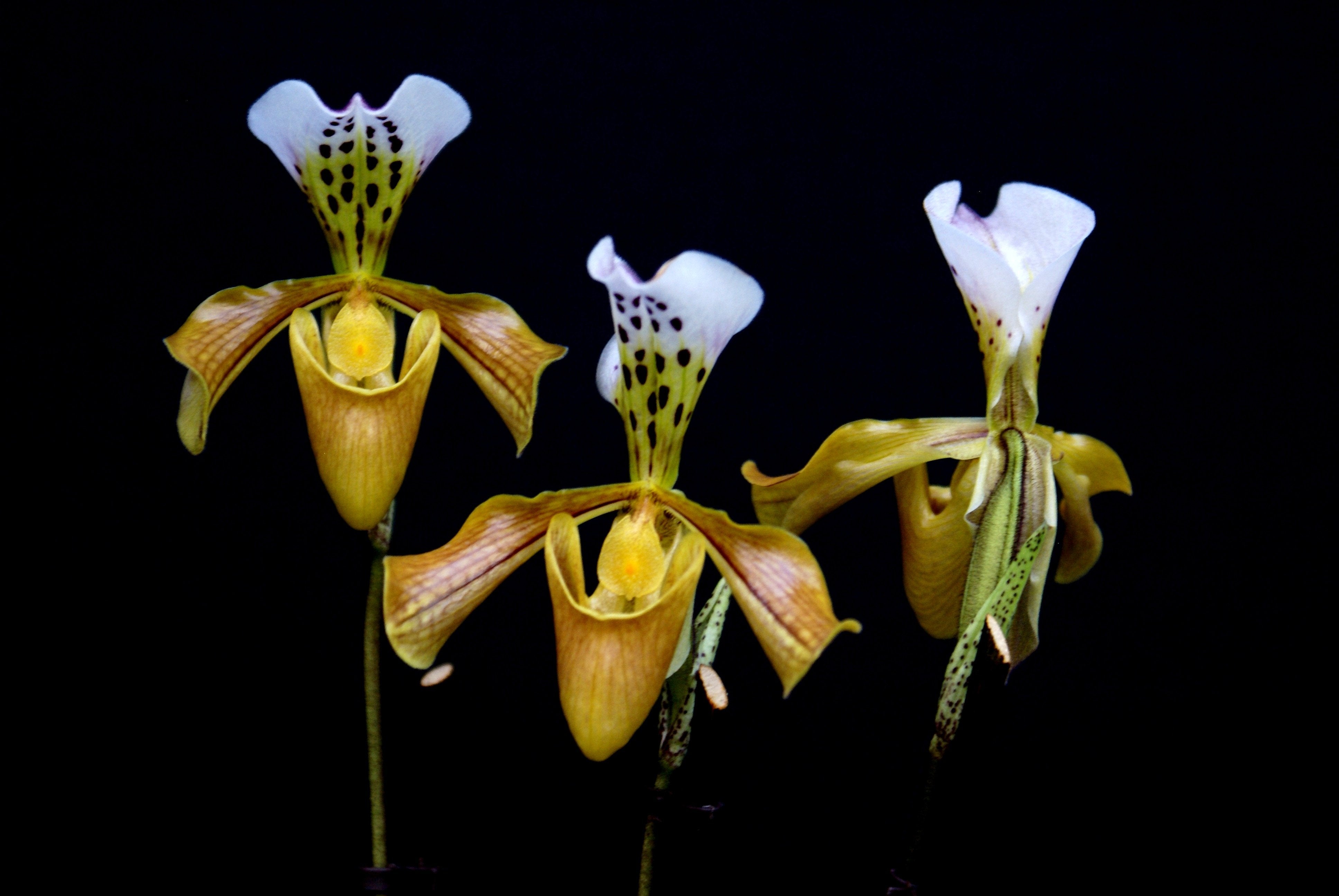 Paphiopedilum gratixianum