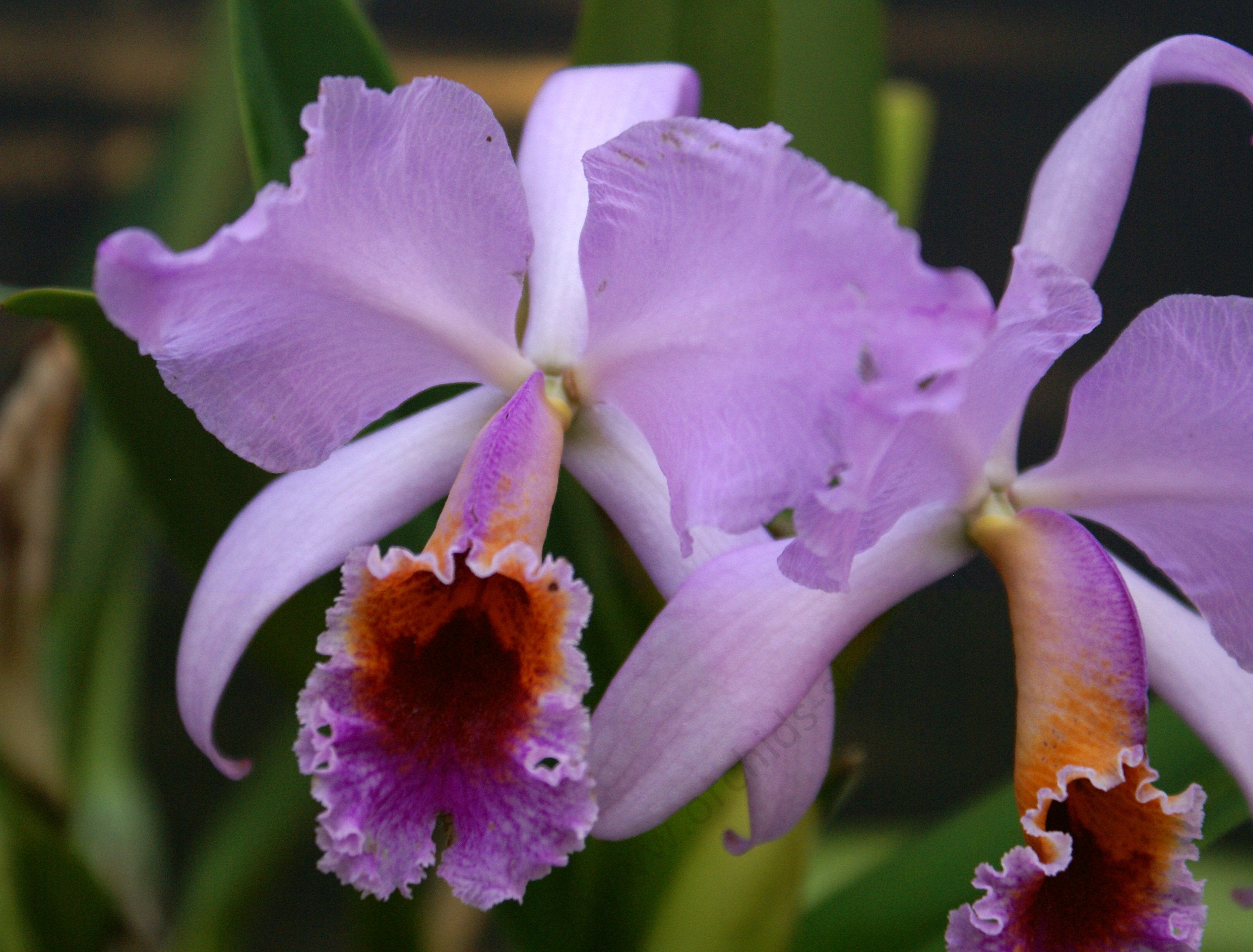 Cattleya percivaliana