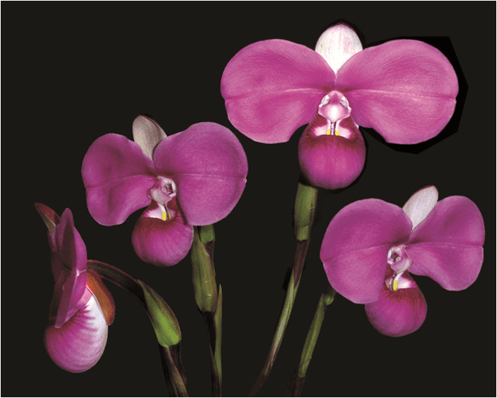 Phragmipedium kovachii