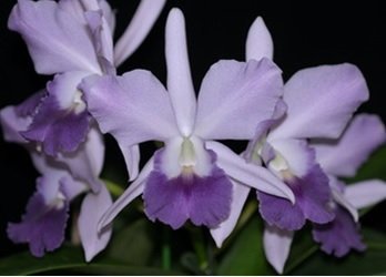 Laeliocattleya Final Blue