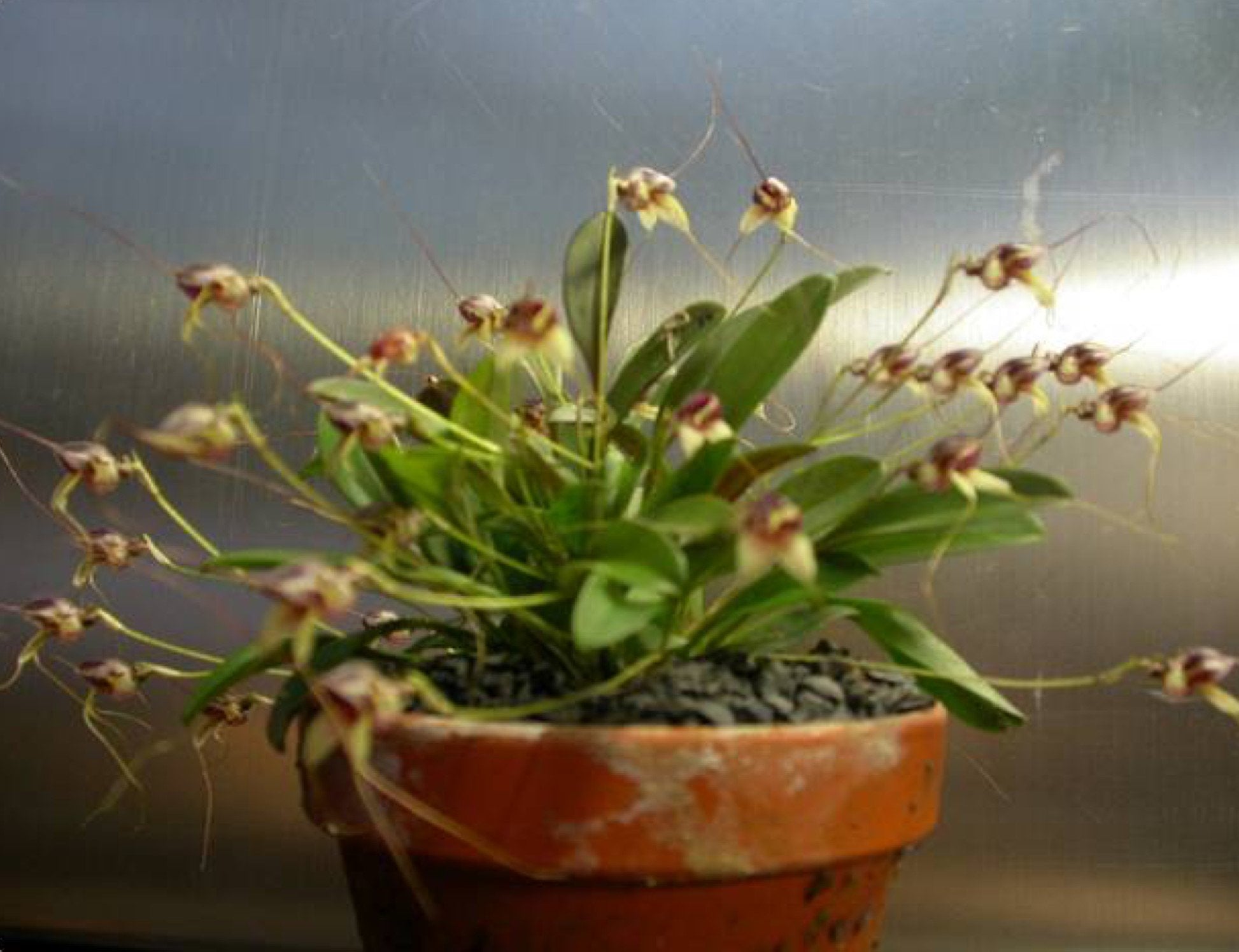 Masdevallia nidifica