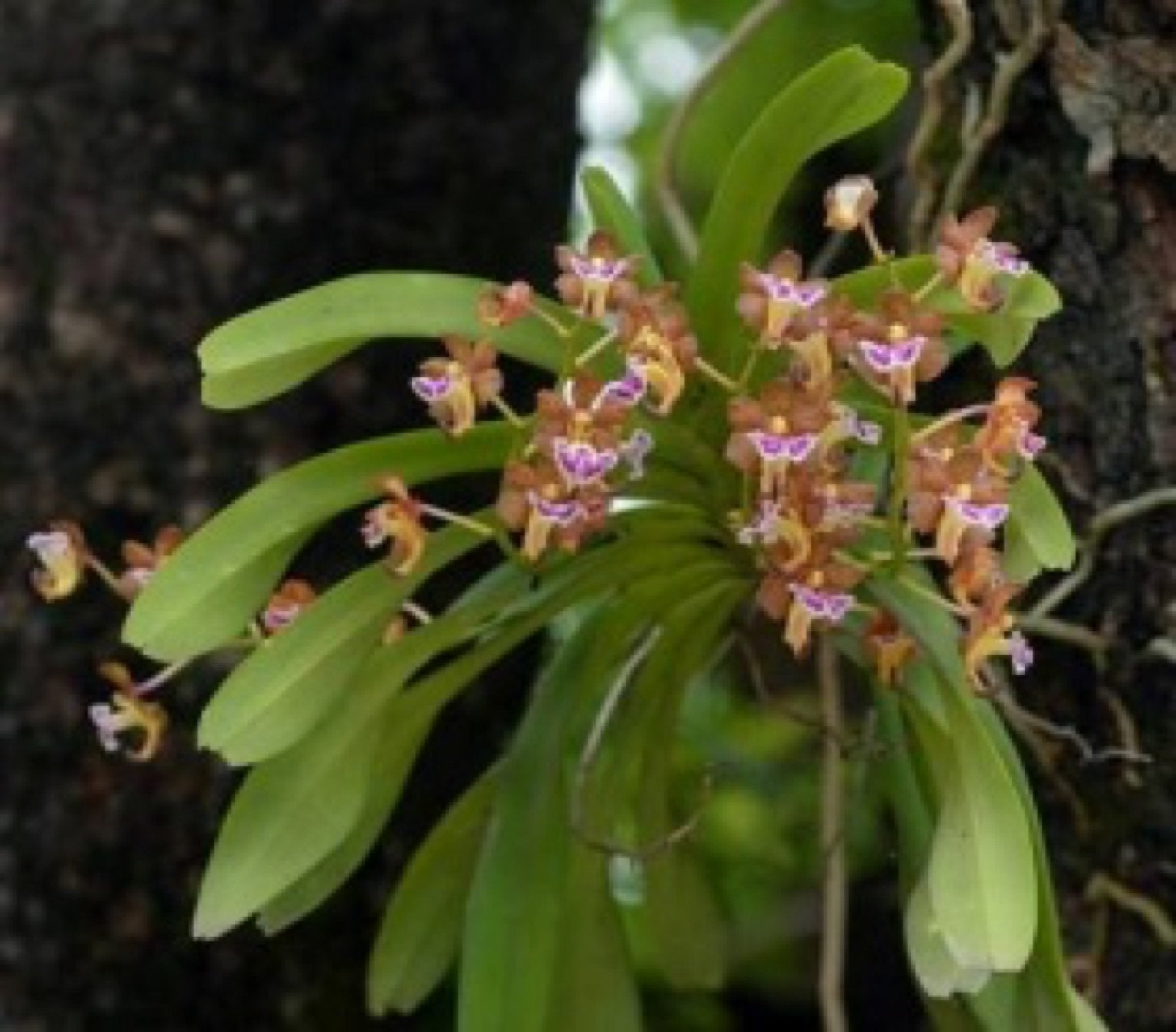 Aerides flabellata