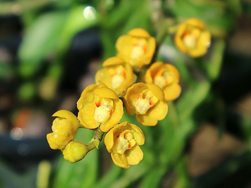 Chiloschista nakornpanomensis