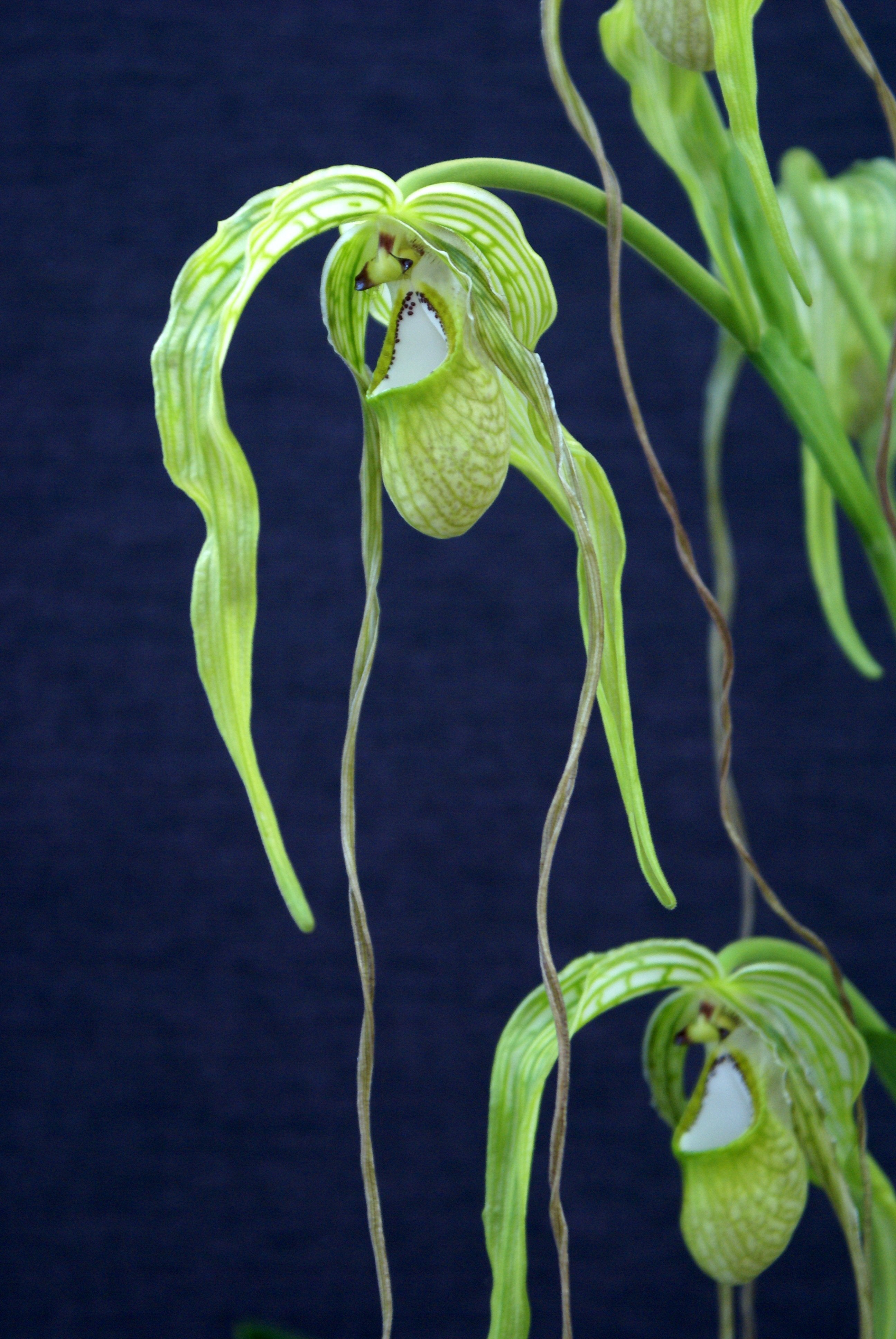 Phragmipedium caudatum