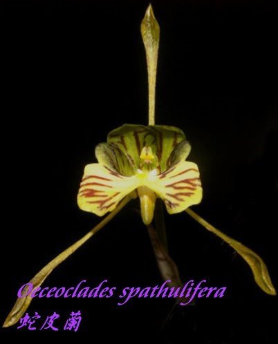 Oeceoclades spathulifera (Snake Orchid)