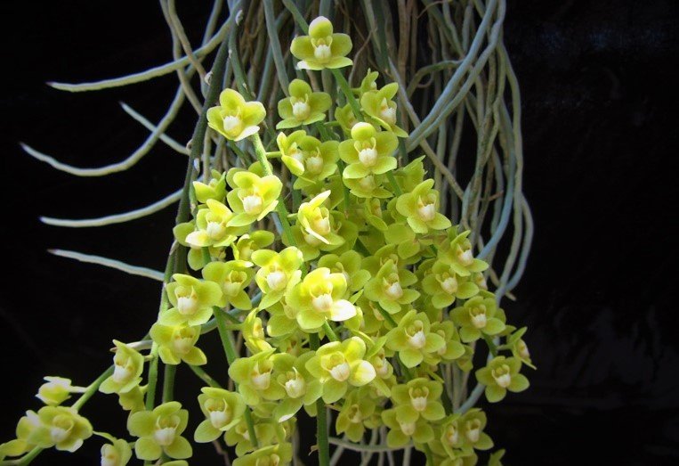 Chiloschista parishii "Green" "Big"