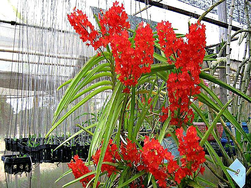 Ascocentrum curvifolium "Santi" "Big"