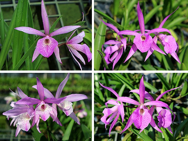 Brassanthe Maikai x Brassavola Little Star "Big Plant"