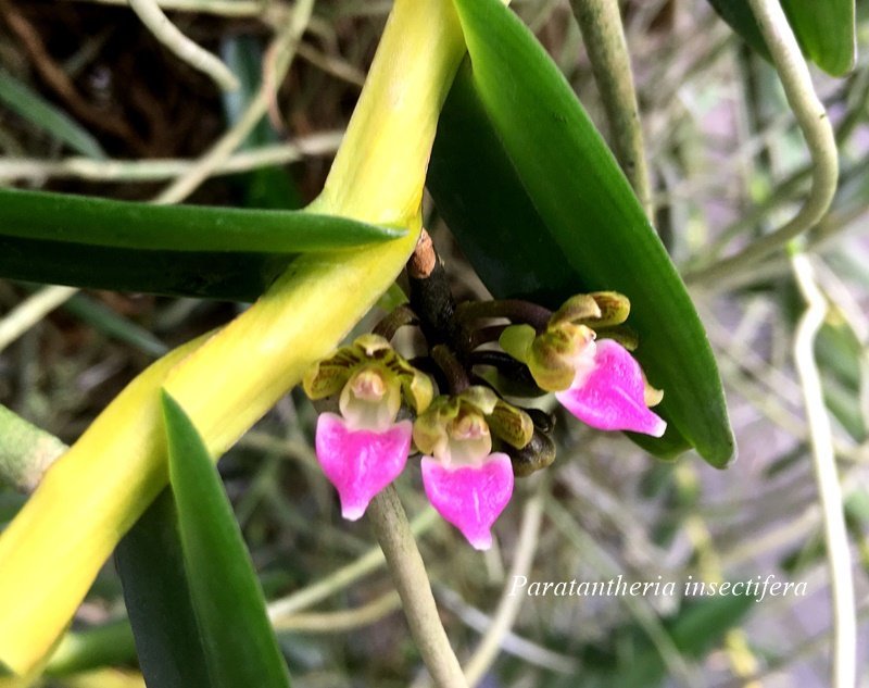 Pelatantheria insectifera "Big"