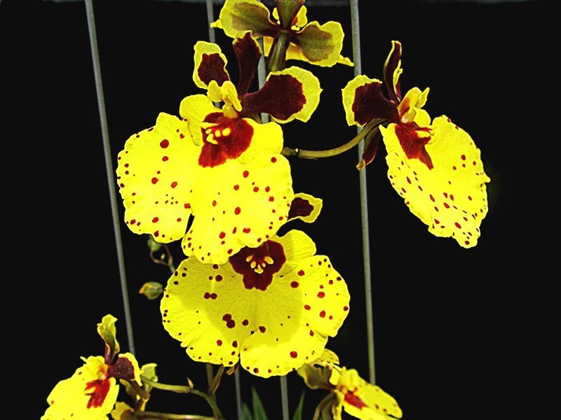 Tolumnia Jairak Flyer "Super Bright"