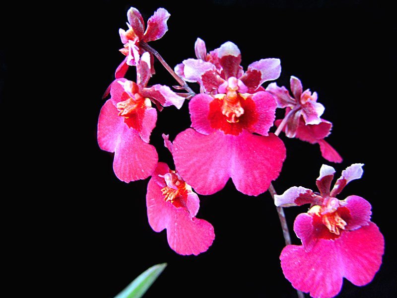 Tolumnia Jairak Rainbow "Soft Pink"