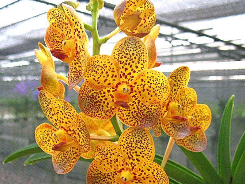 Vanda Fuchs Harvestmoon x Guo Chia Long