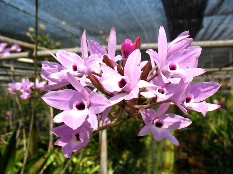 Laelia rubescens