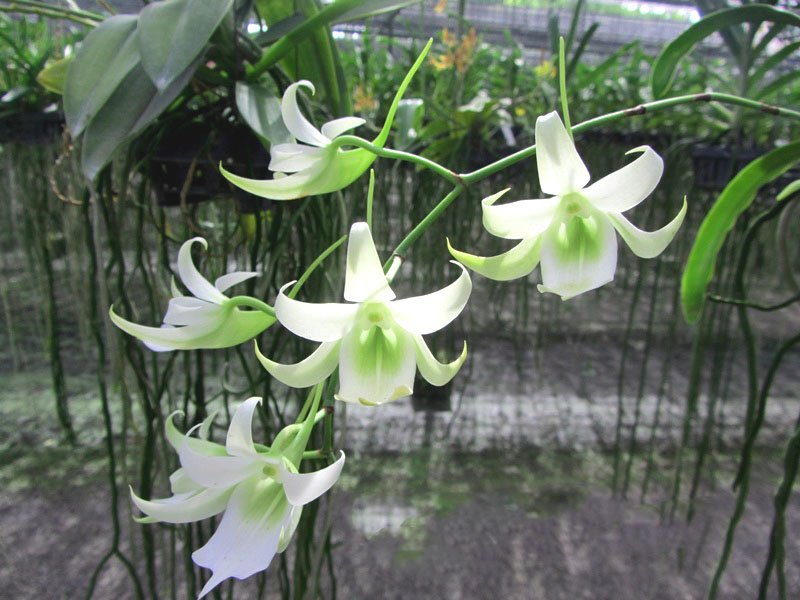 Sobennikoffia humbertiana