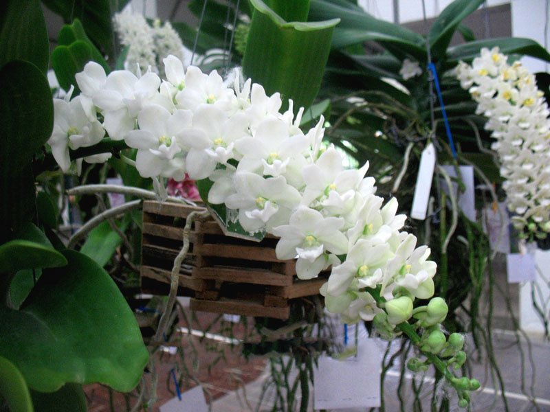 Rhynchostylis gigantea alba