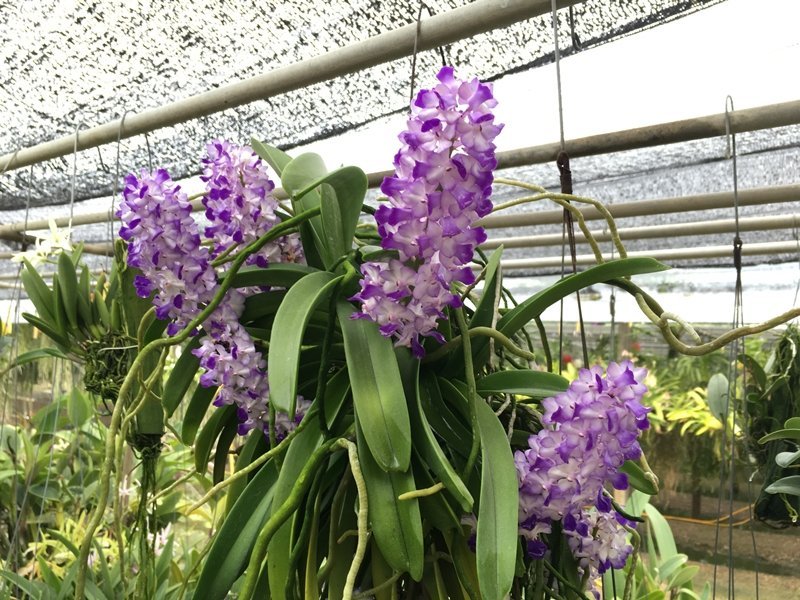 Rhynchostylis coelestis "Blau" "Groß XXXL"