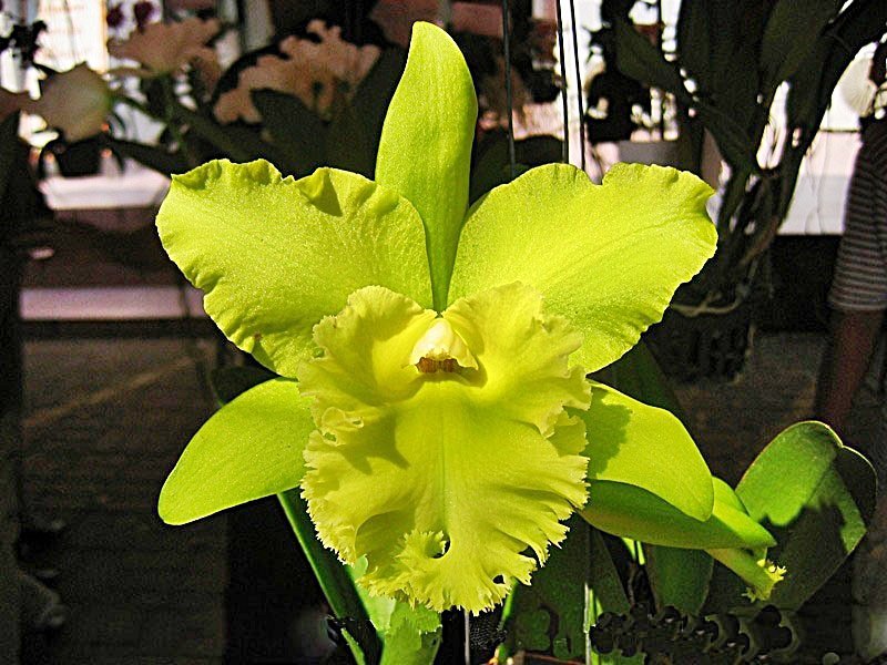 Rlc. Prada Green Deluxe