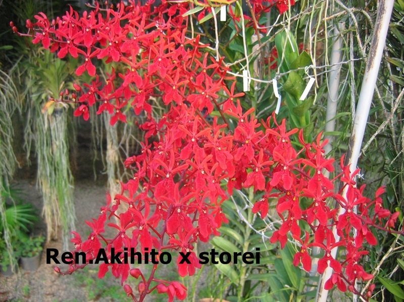 Ren. Akihito x Storei