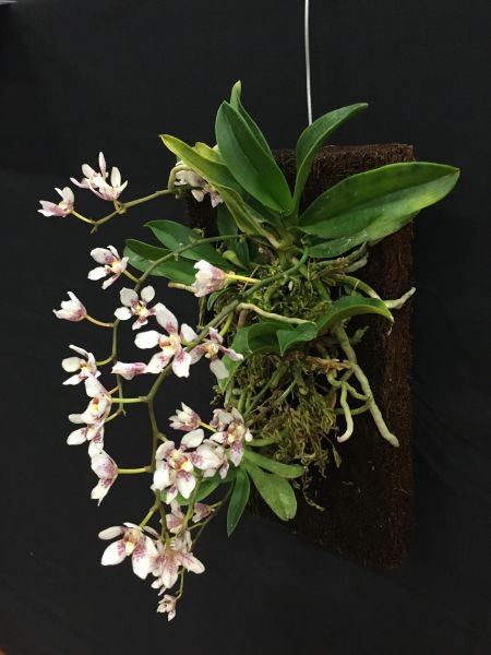 Orchideeën Boomvaren Blokken (30,5 x 15,2 x 2,5 cm)
