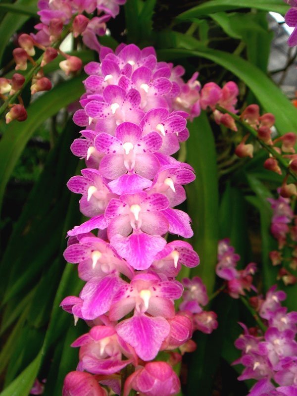 Aerides rosea "Big Plant"