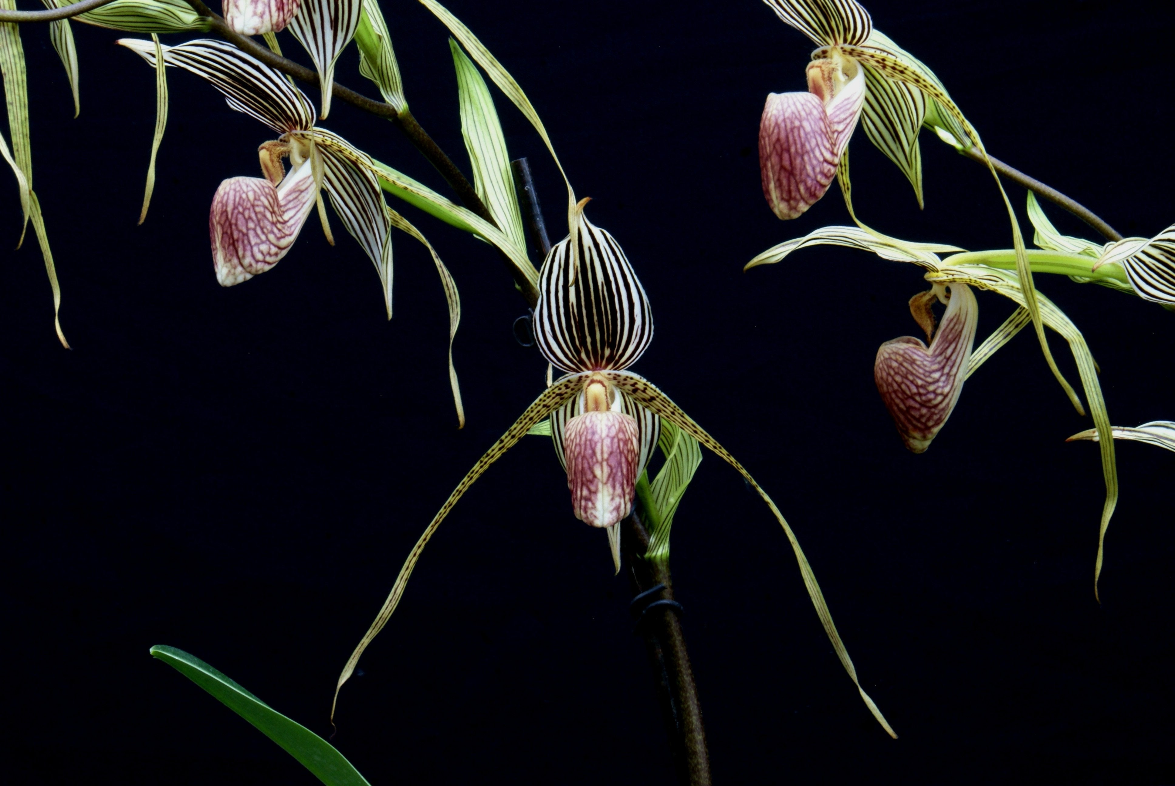 Paphiopedilum rothschildianum x Topperi