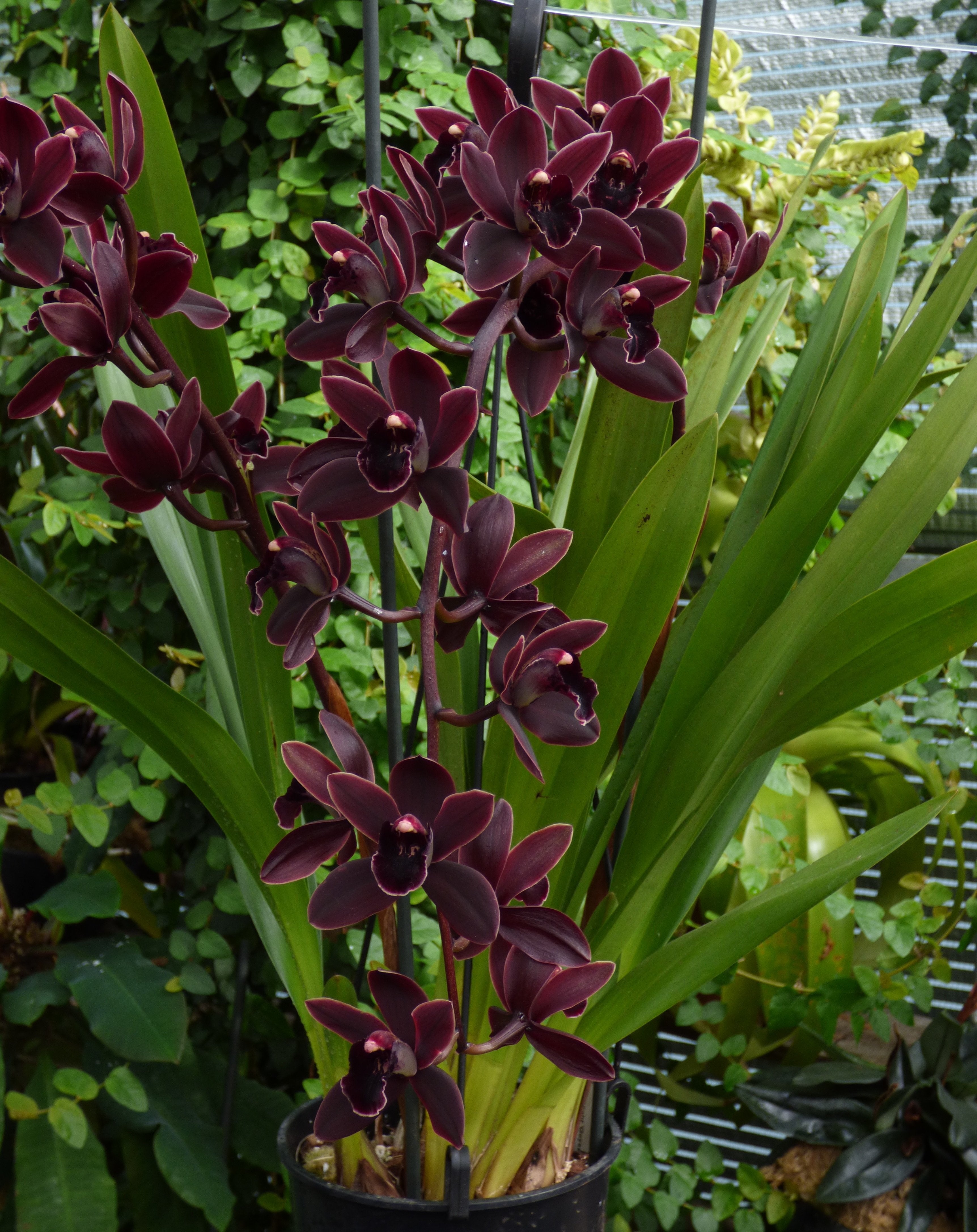 Cymbidium Cali Night "Geyserland"Small Plant