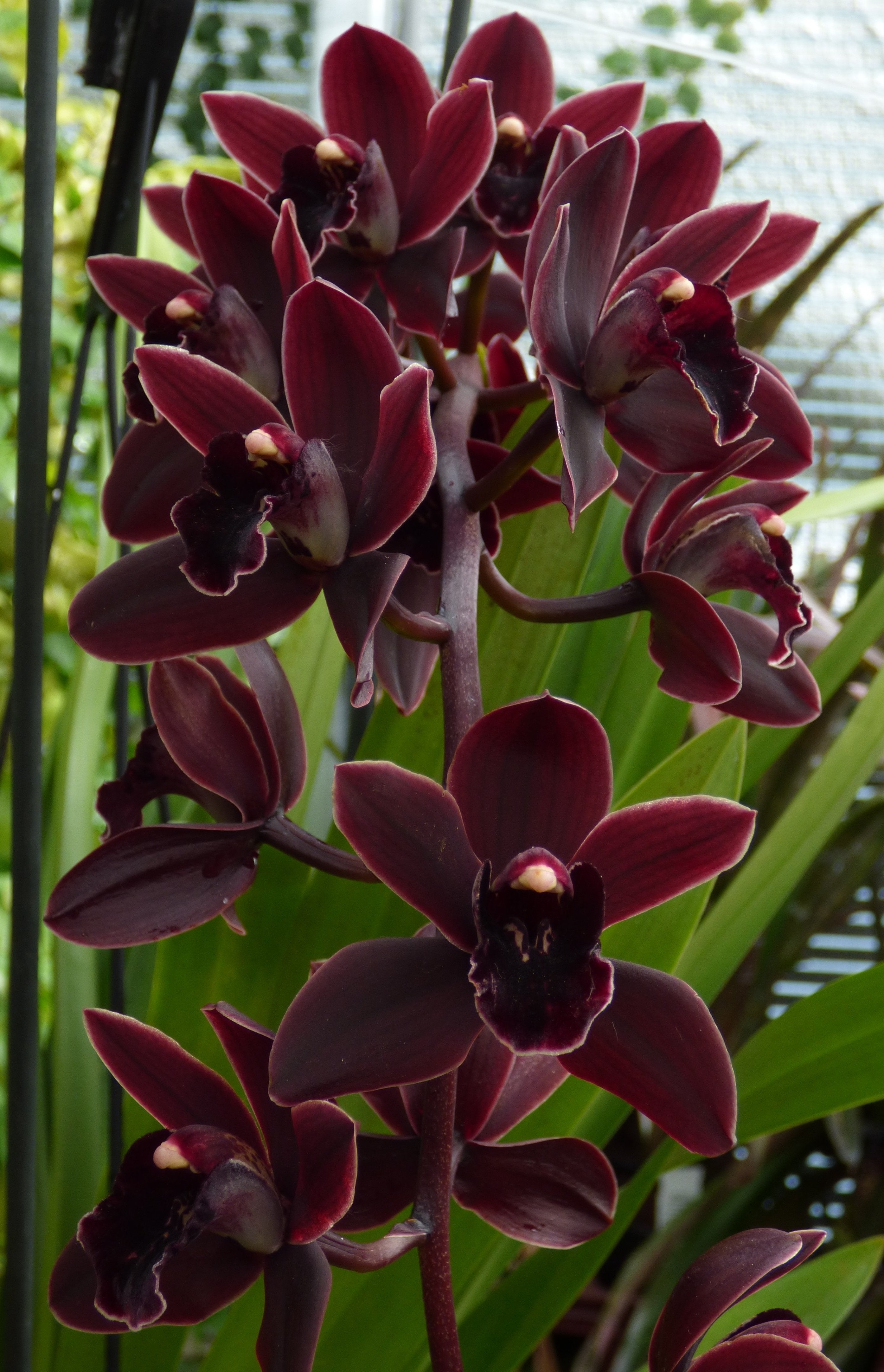Cymbidium Cali Night "Geyserland"Small Plant