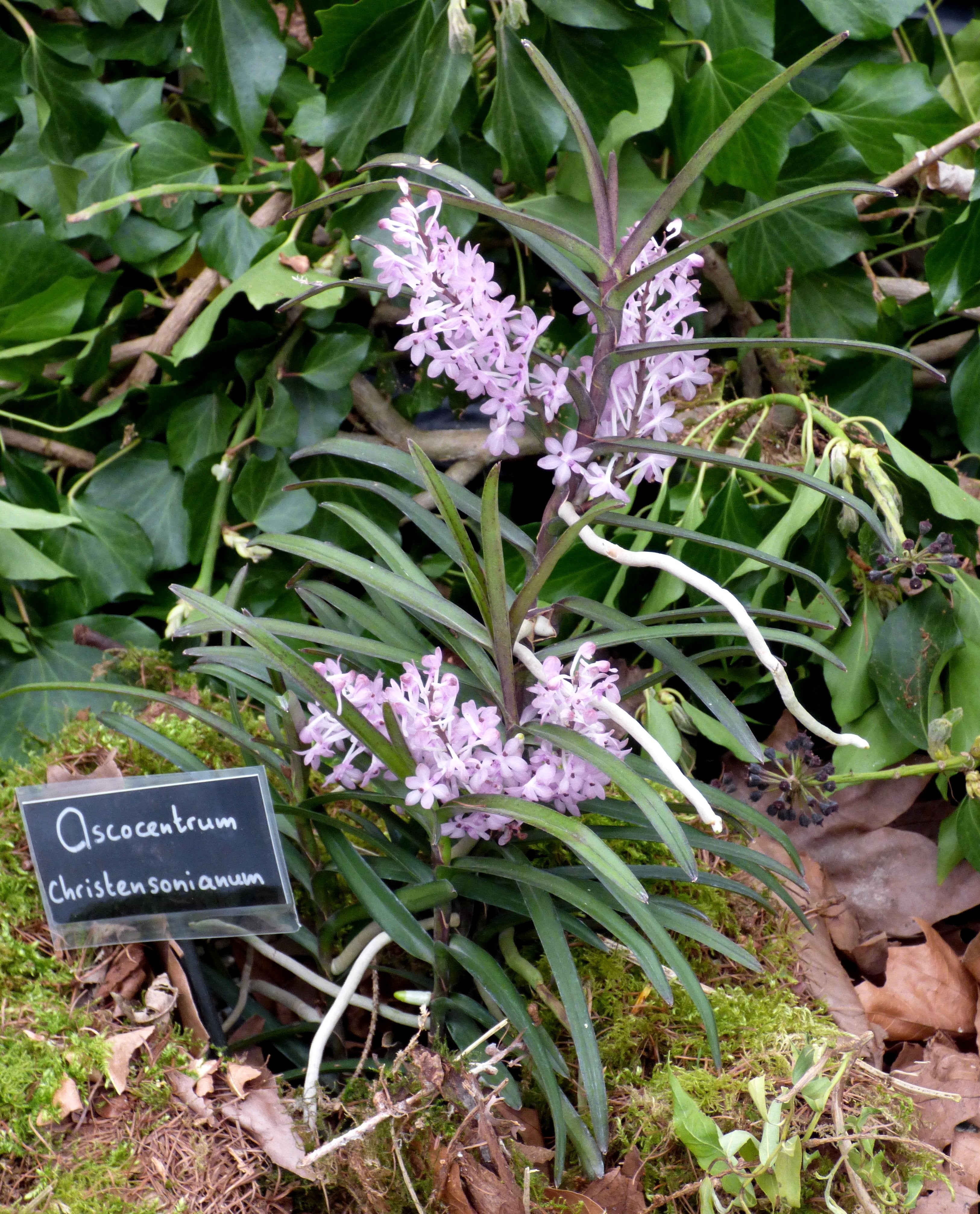 Ascocentrum christensonianum