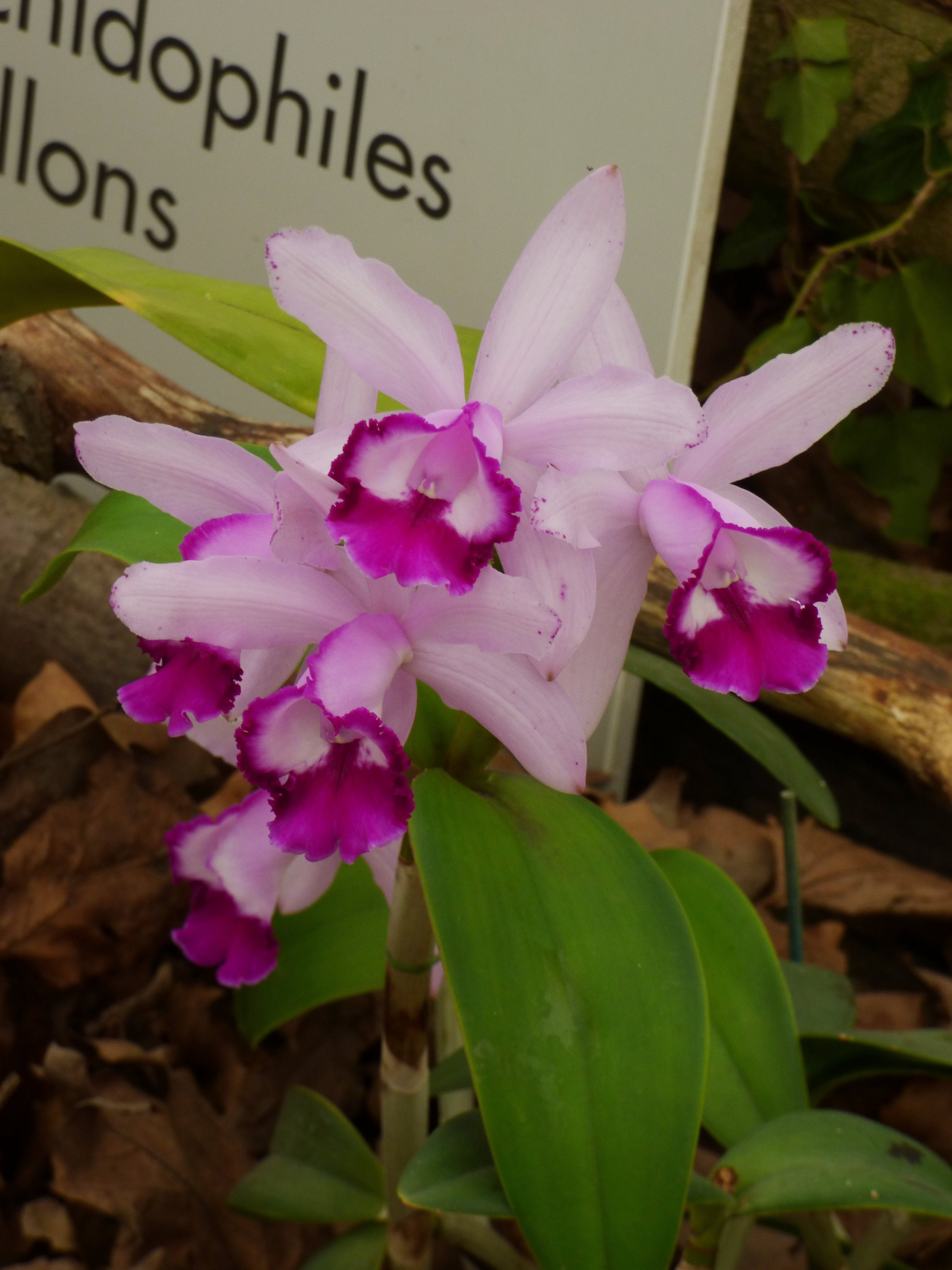 Cattleya intermedia var. orlata "Rio"