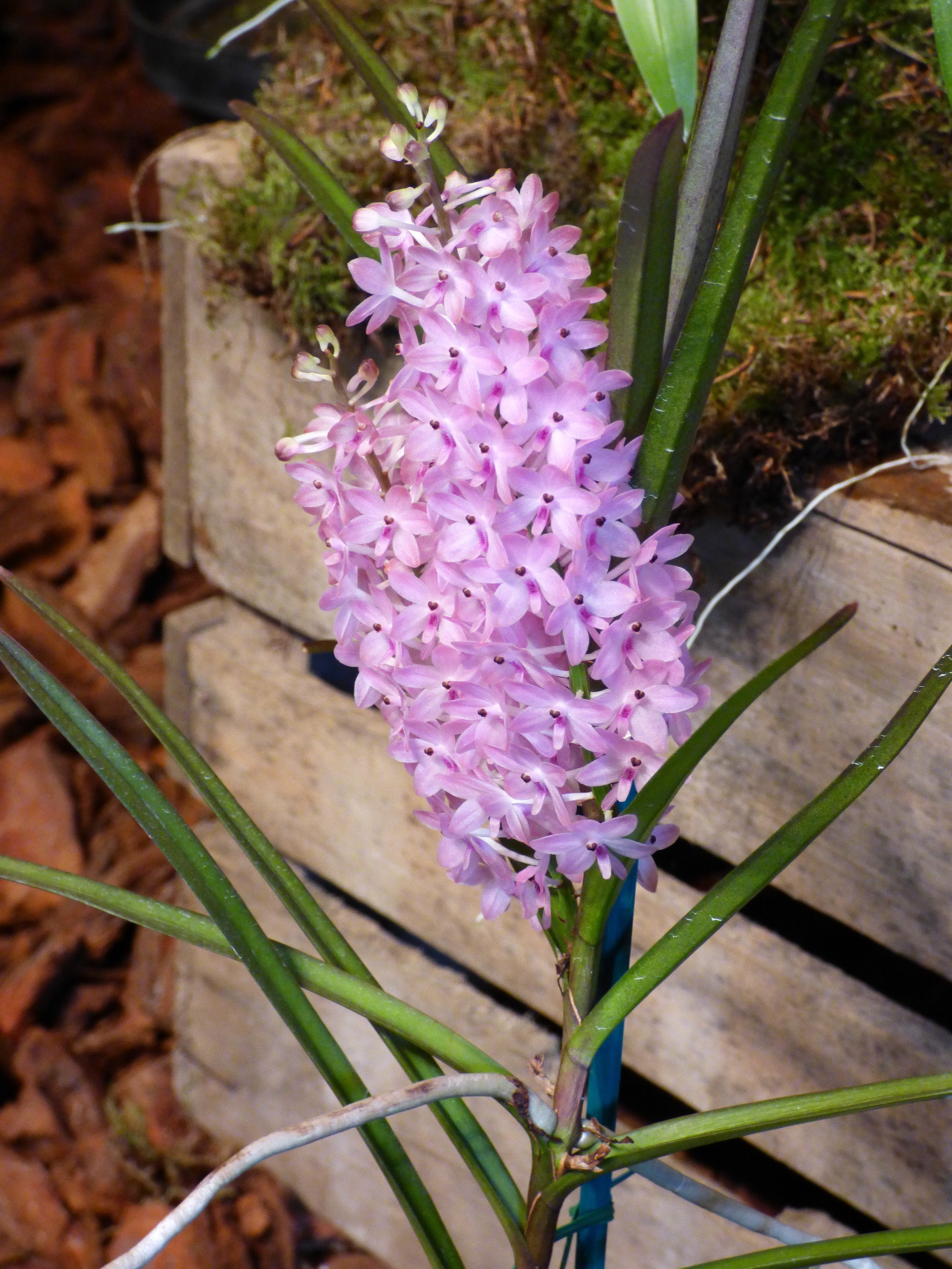Ascocentrum christensonianum "XXL Big Plant"