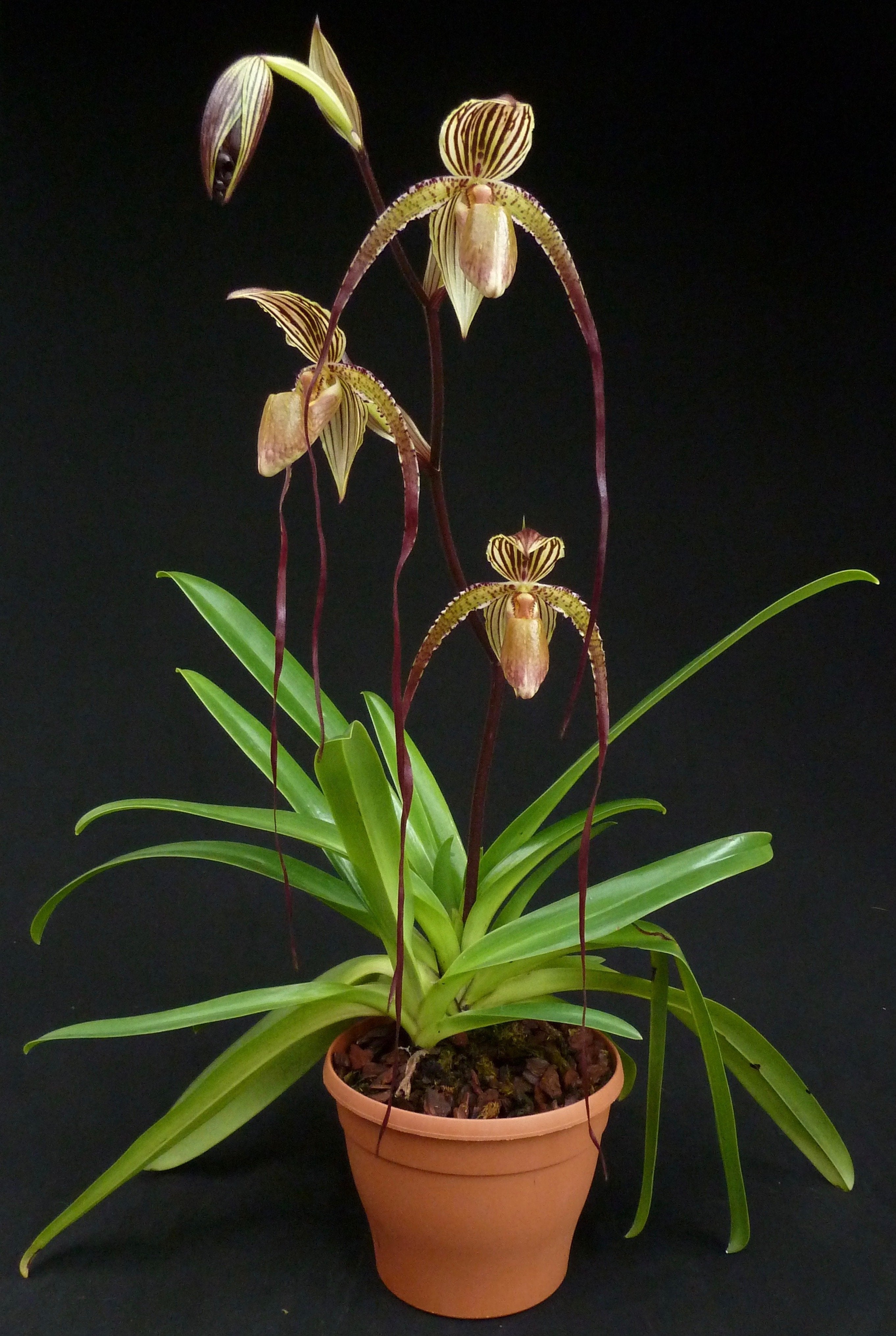 Paphiopedilum Prince Edward of York (rothschildianum 'Dark Star' x sanderianum 'Lady in Red') "Big"