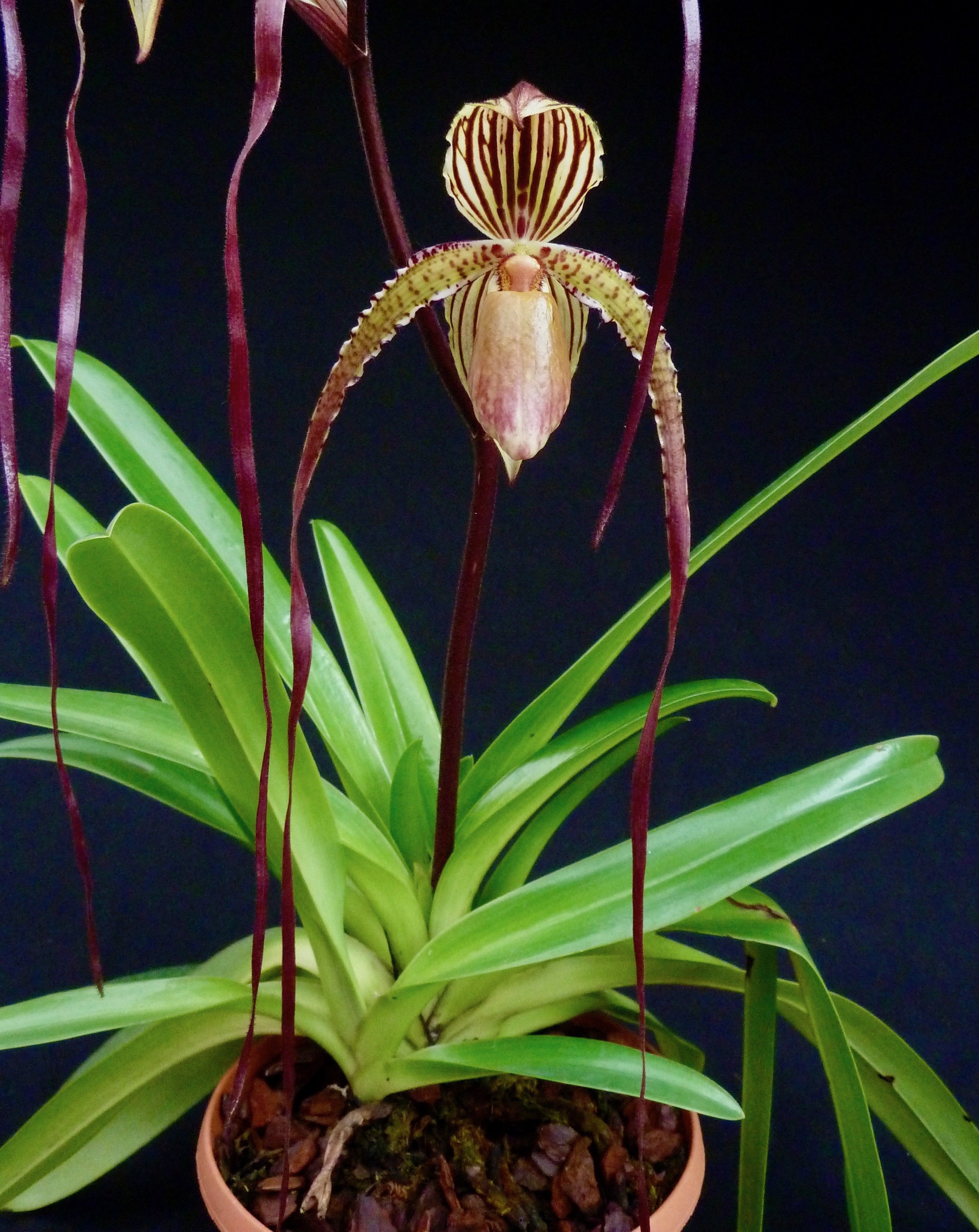 Paphiopedilum Prince Edward of York (rothschildianum 'Dark Star' x sanderianum 'Lady in Red') "Big"