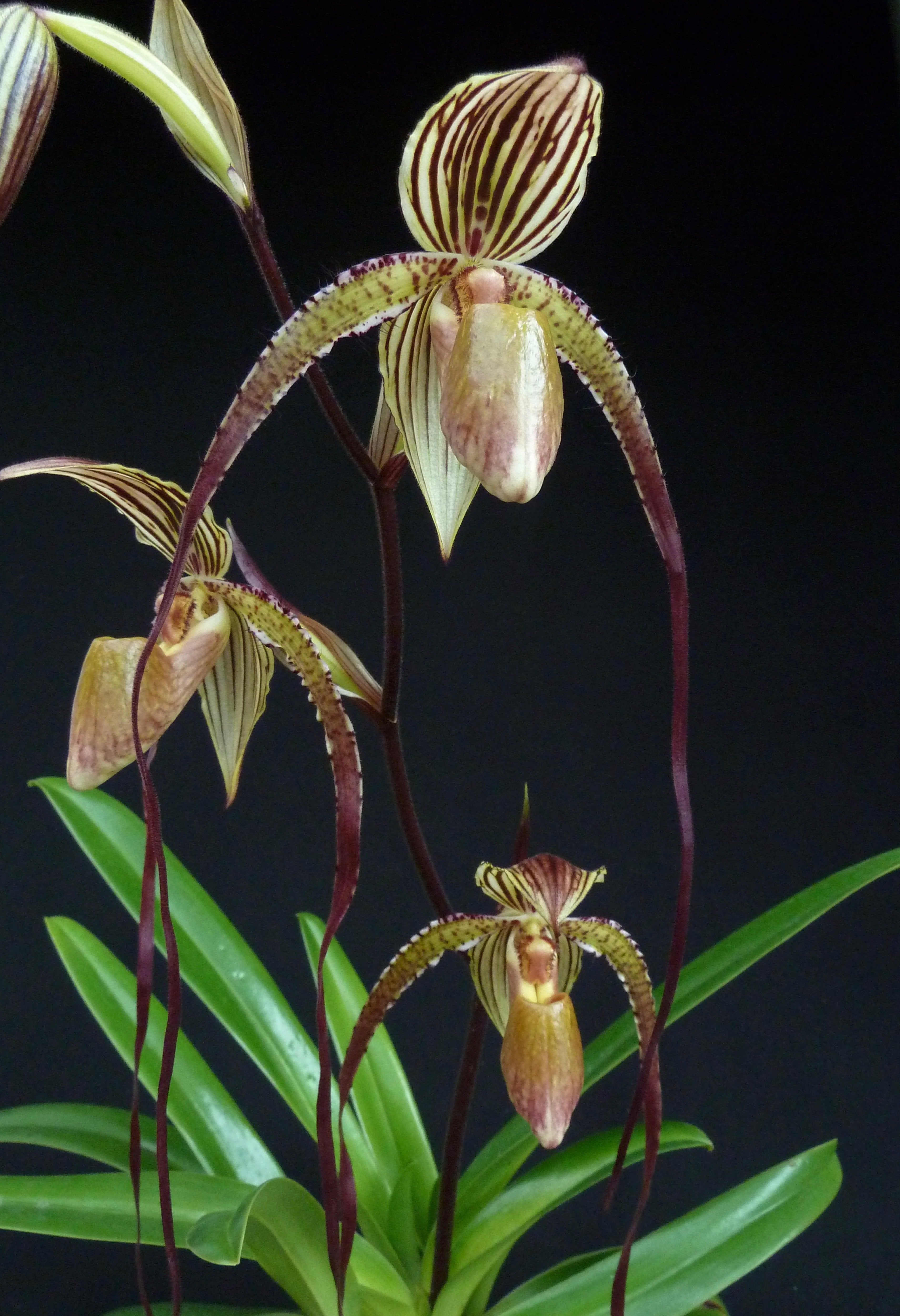 Paphiopedilum Prince Edward of York (rothschildianum 'Dark Star' x sanderianum 'Lady in Red') "Big"