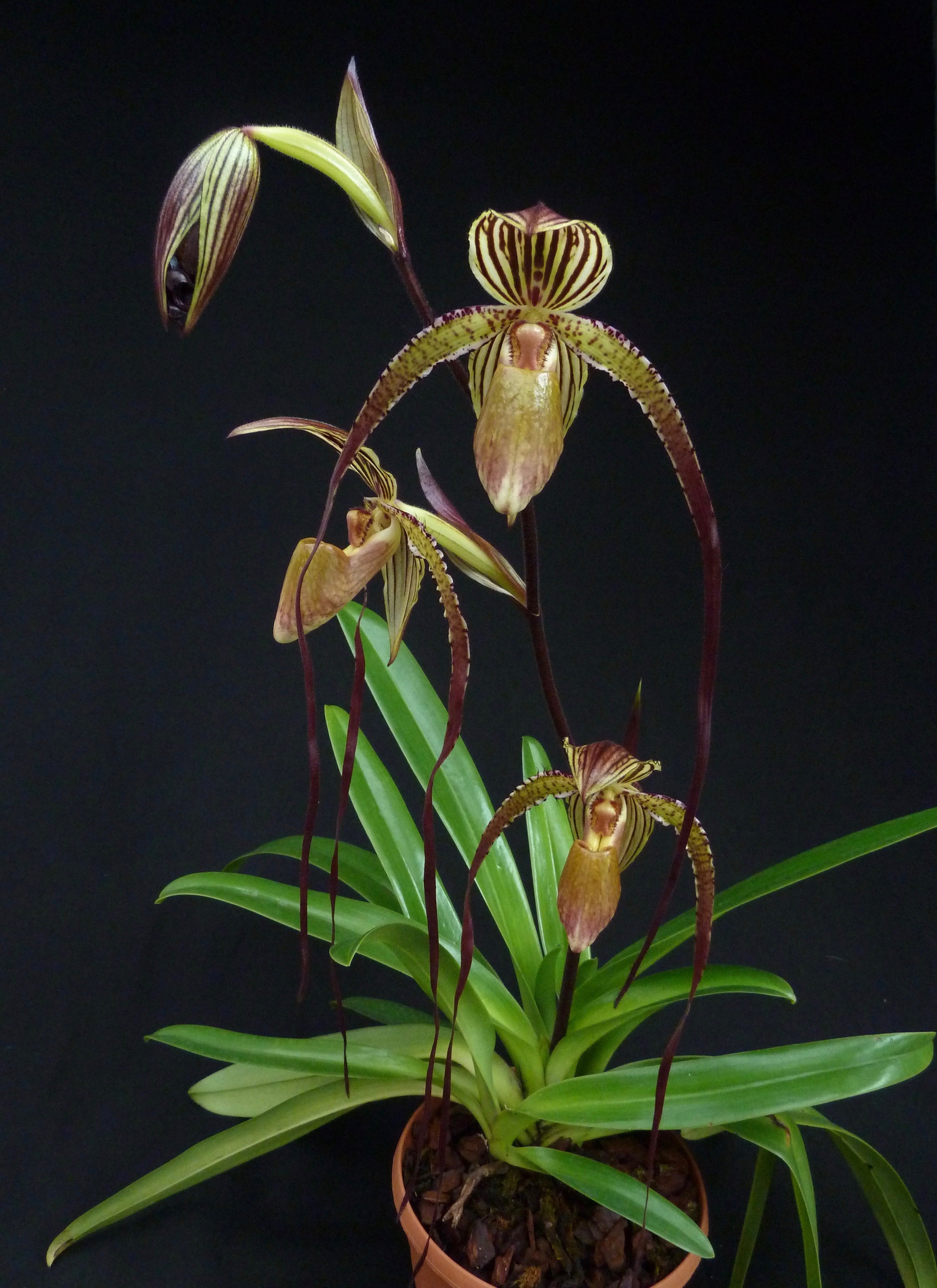 Paphiopedilum Prince Edward of York (rothschildianum 'Dark Star' x sanderianum 'Lady in Red') "Big"