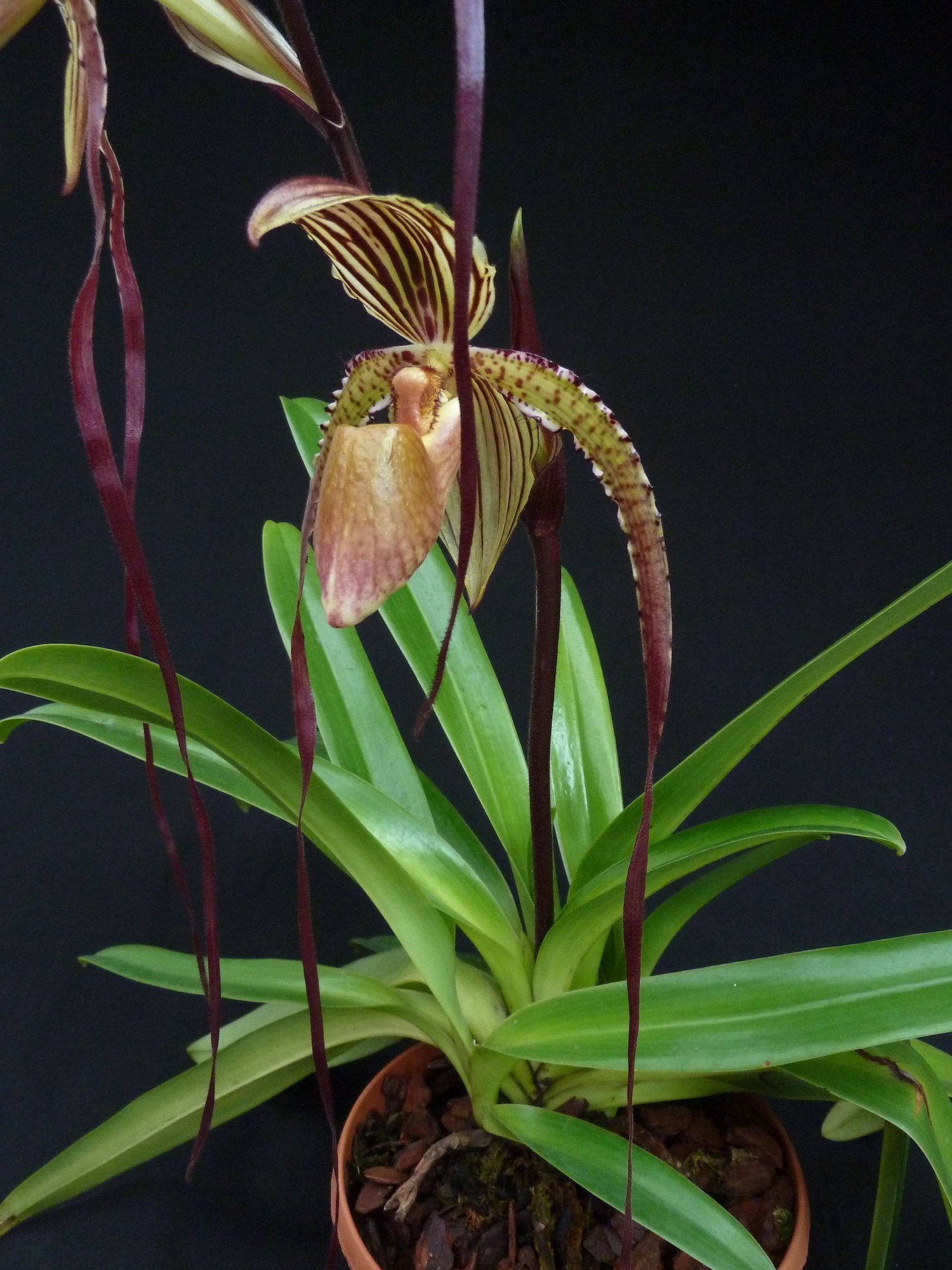 Paphiopedilum Prince Edward of York (rothschildianum 'Dark Star' x sanderianum 'Lady in Red') "Big"
