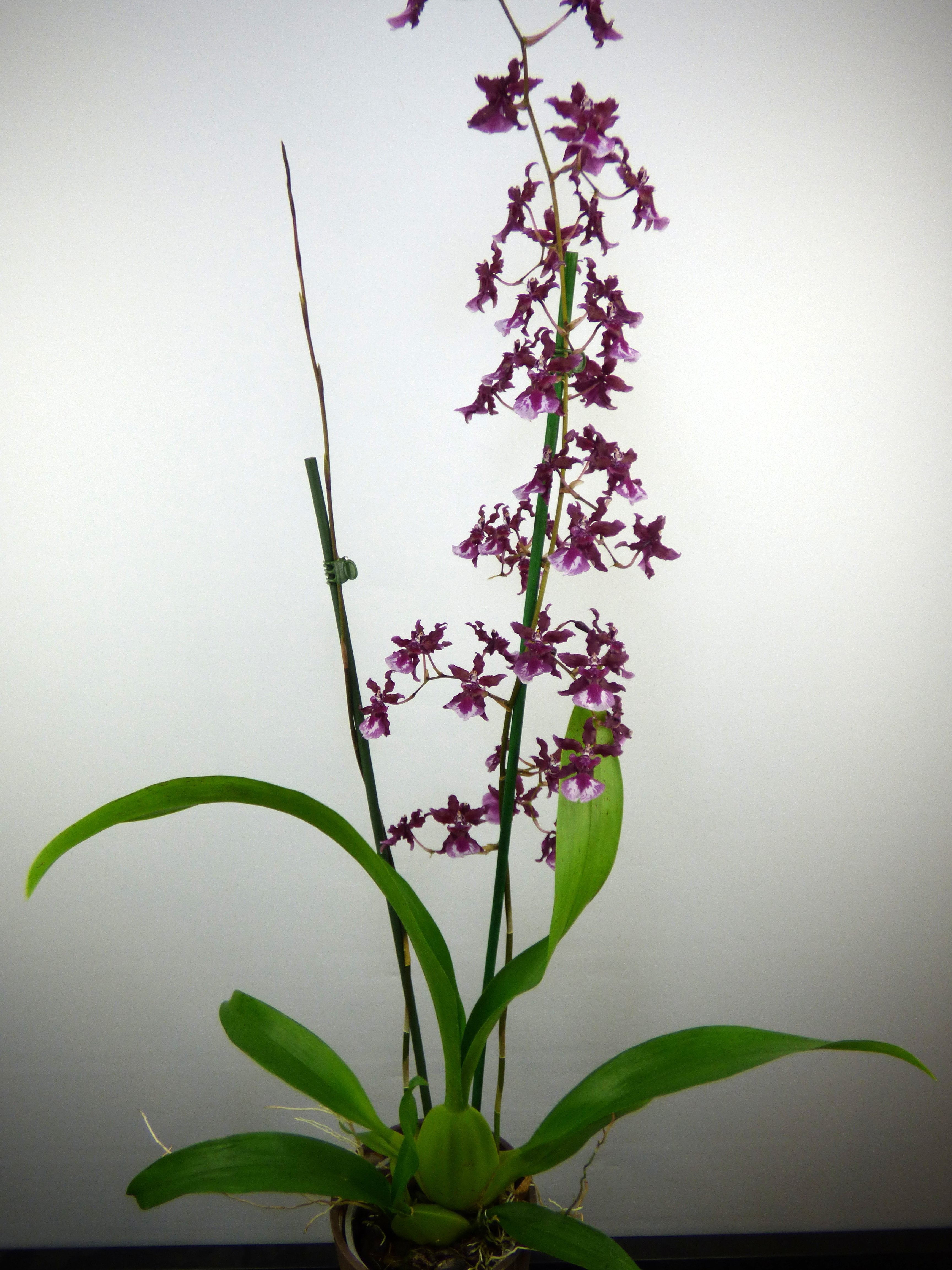 Oncidium Sharry Baby "Sweet Fragrance" AM/AOS