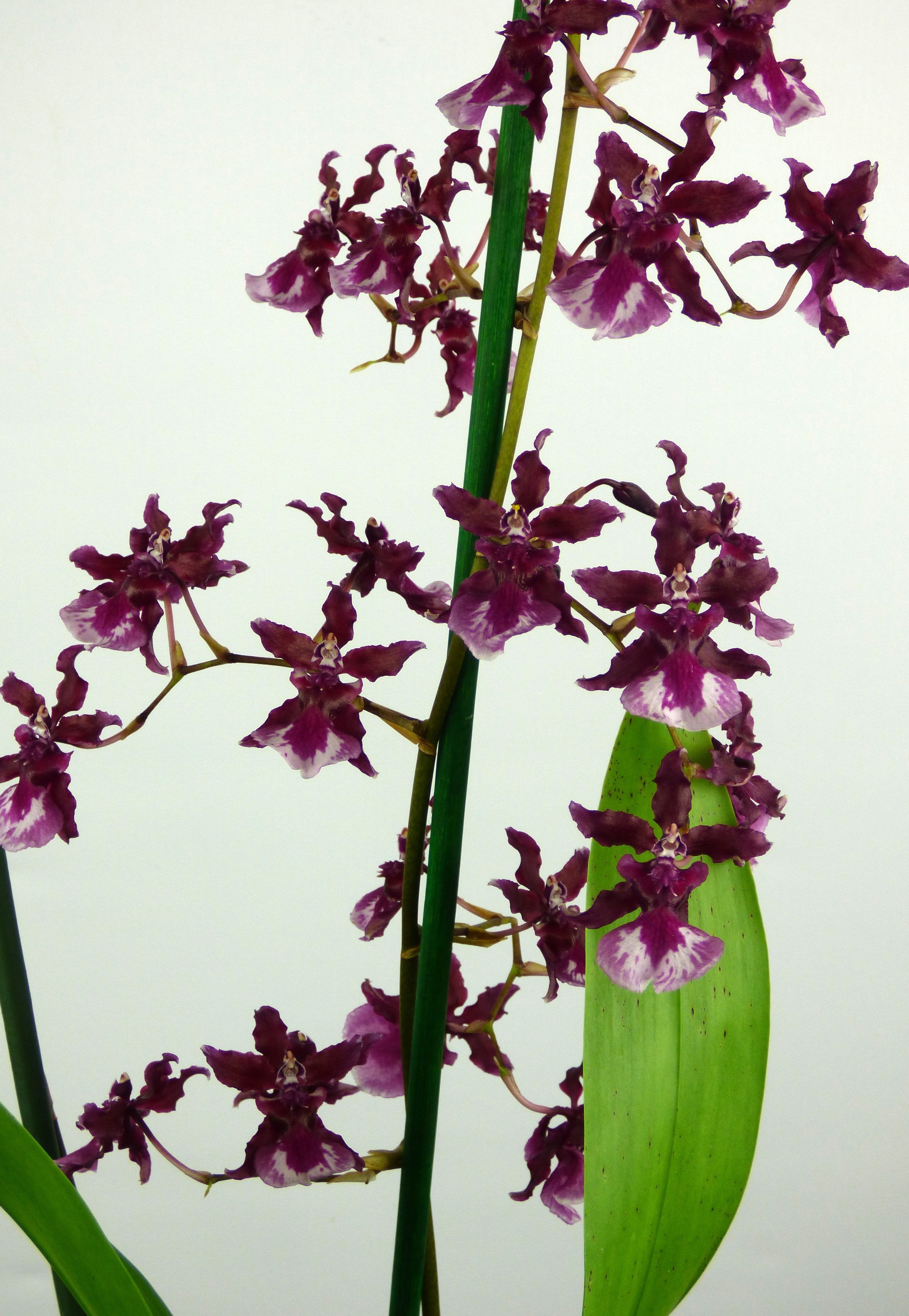 Oncidium Sharry Baby "Sweet Fragrance" AM/AOS