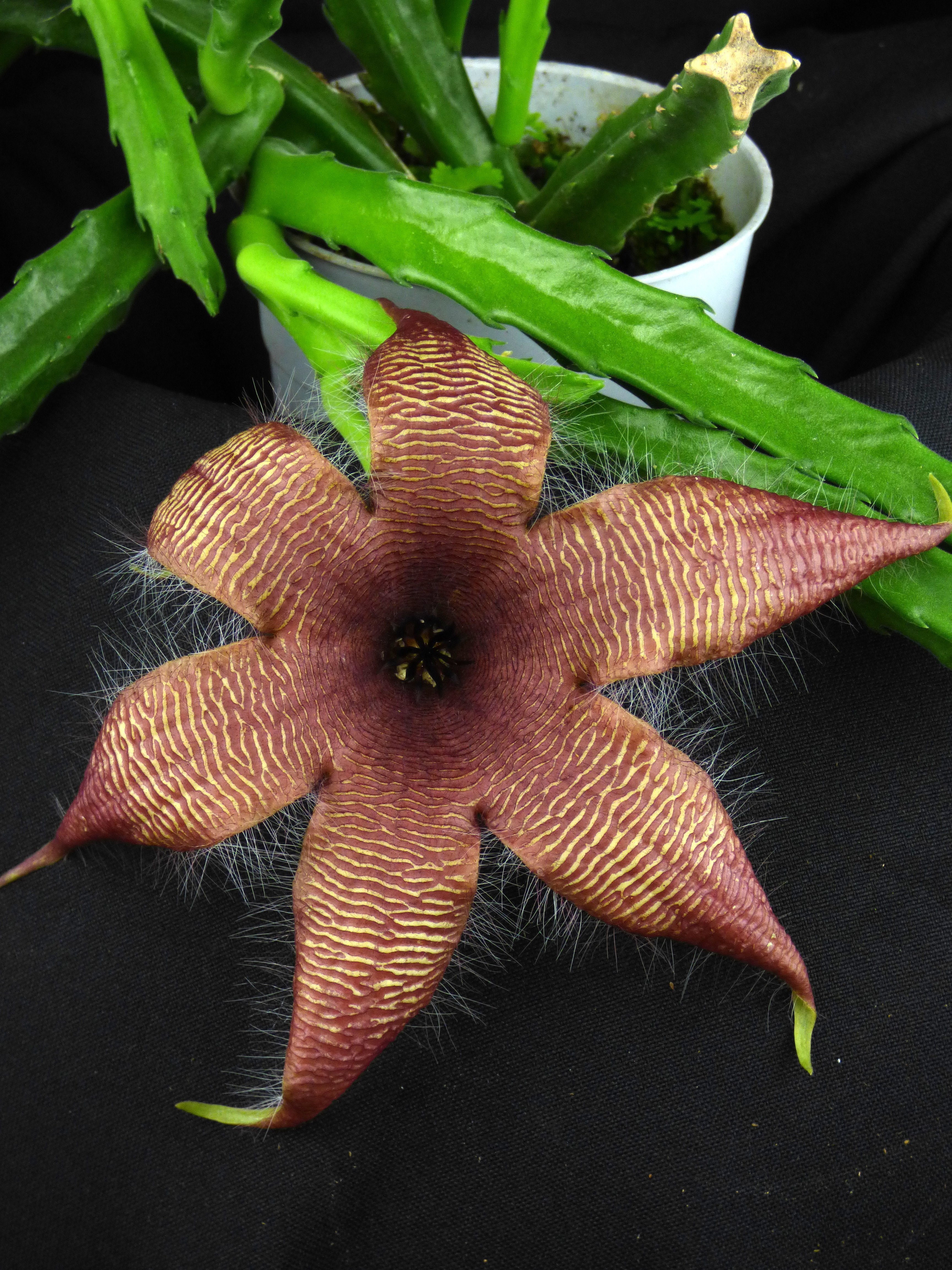 Stapelia grandiflora "Big"