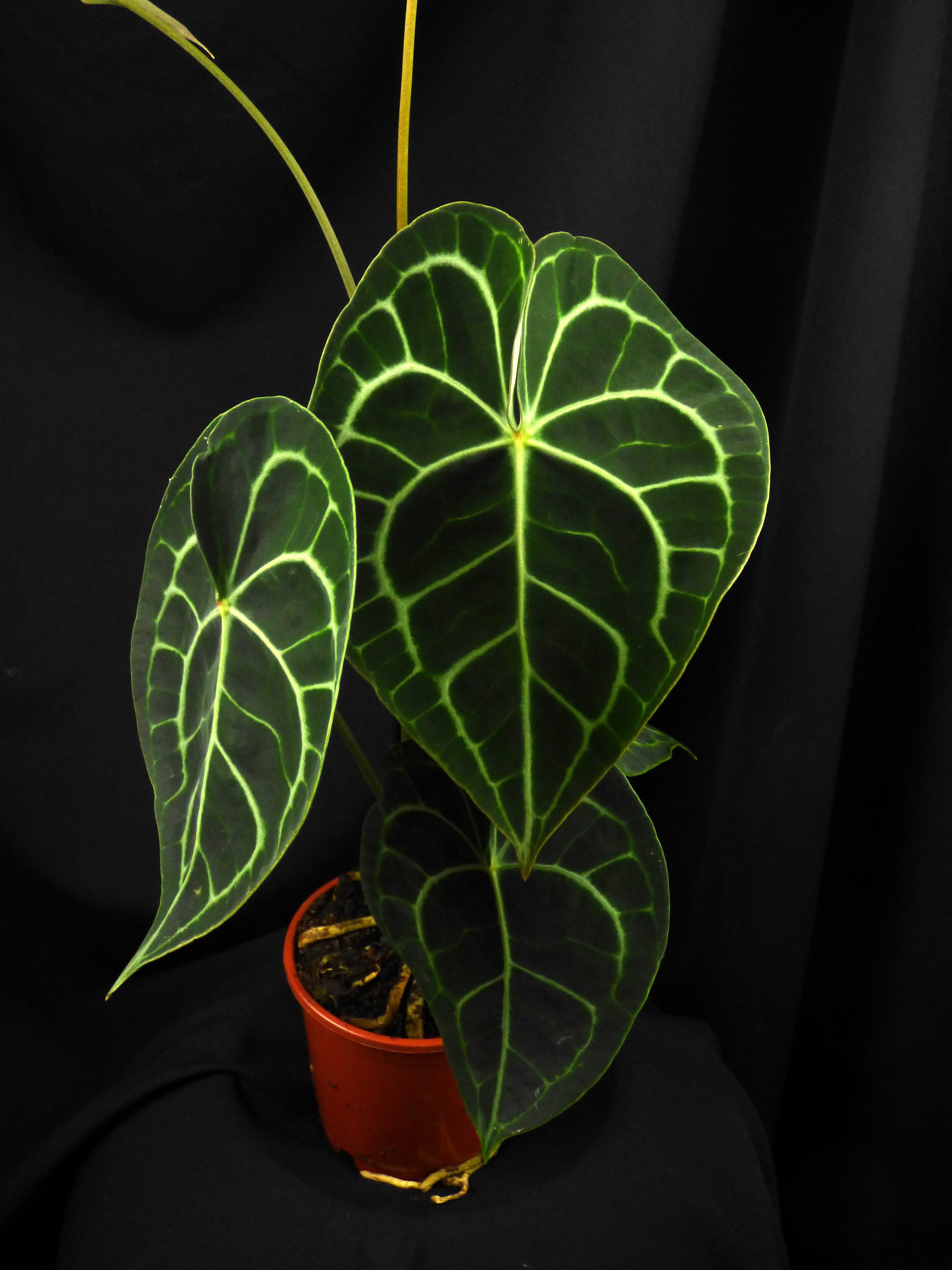 Anthurium clarinervium "Groß XXL pflanze"
