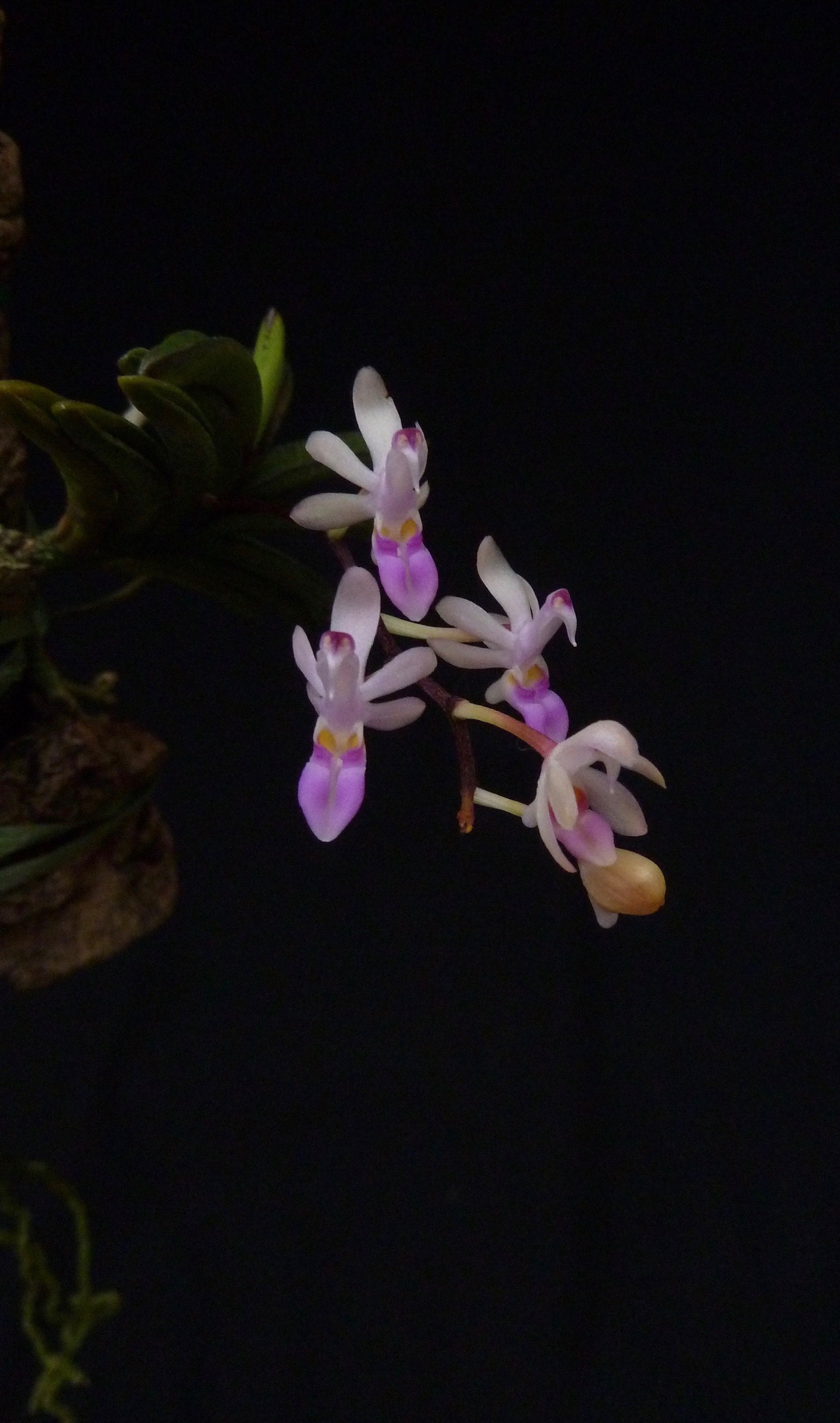 Stereochilus dalatensis