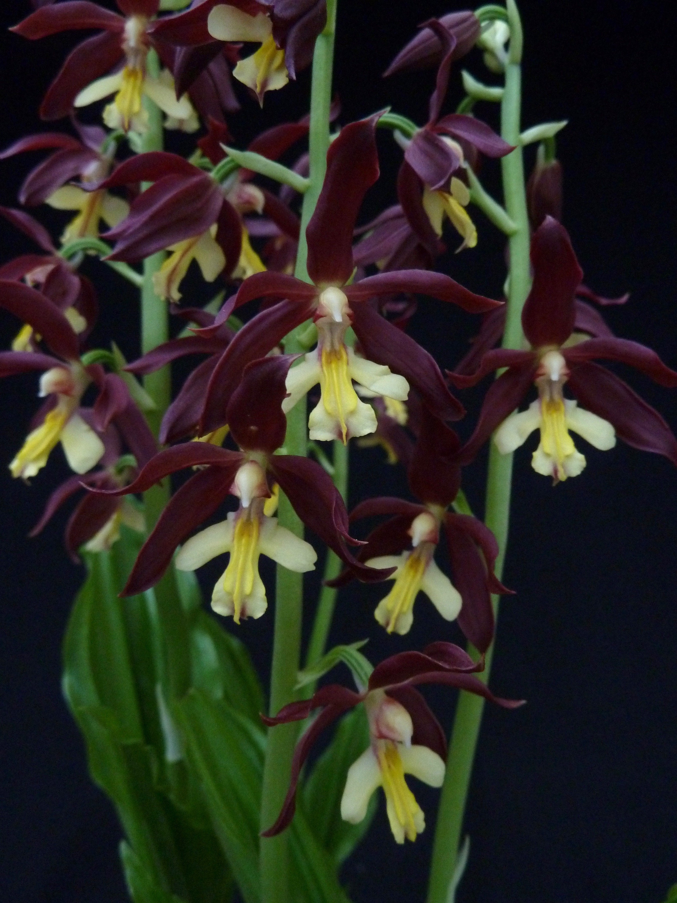 Calanthe Takane (sieboldii x discolor)