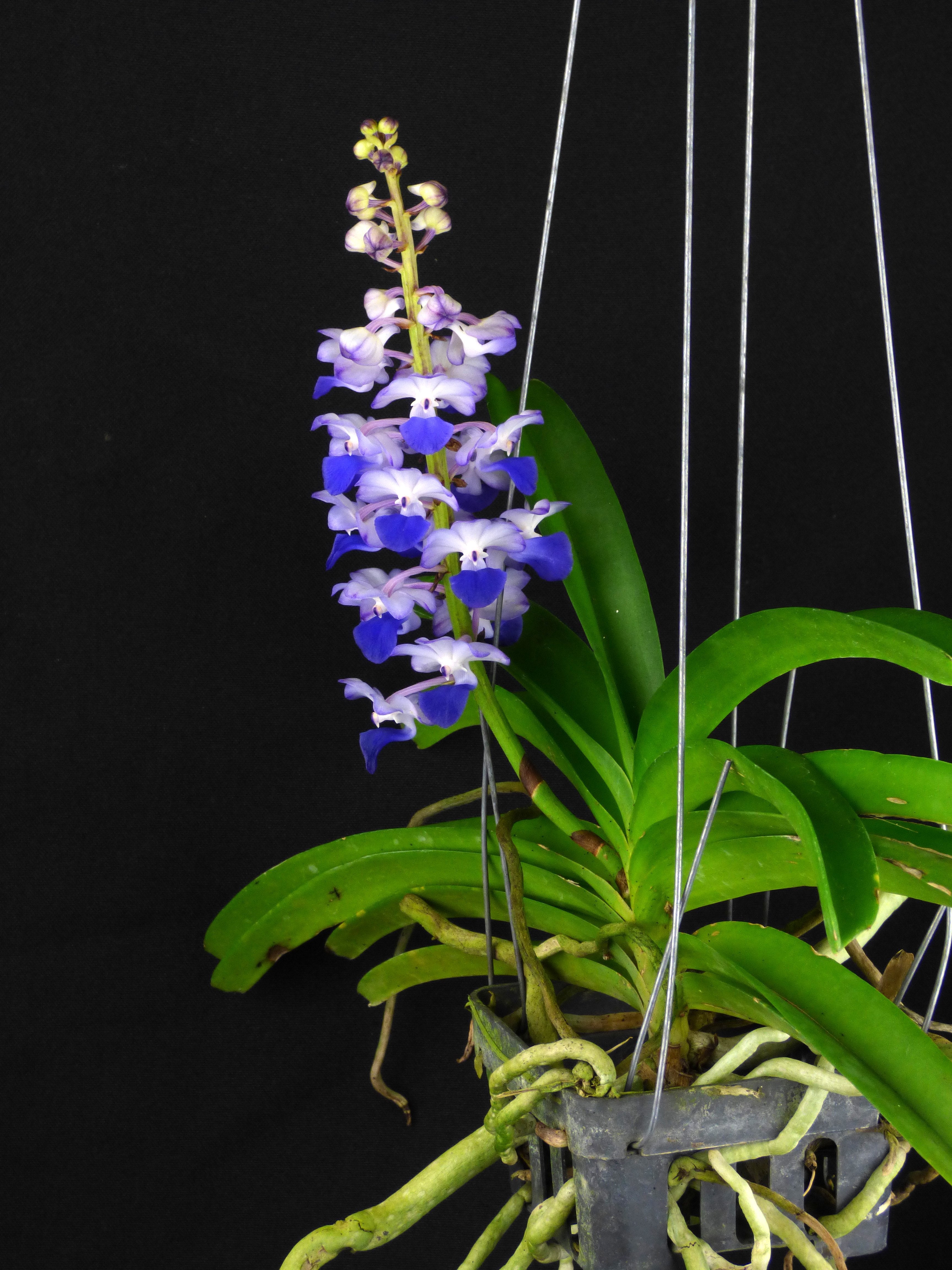 Rhynchostylis coelestis "Blue" "Big XXXL"