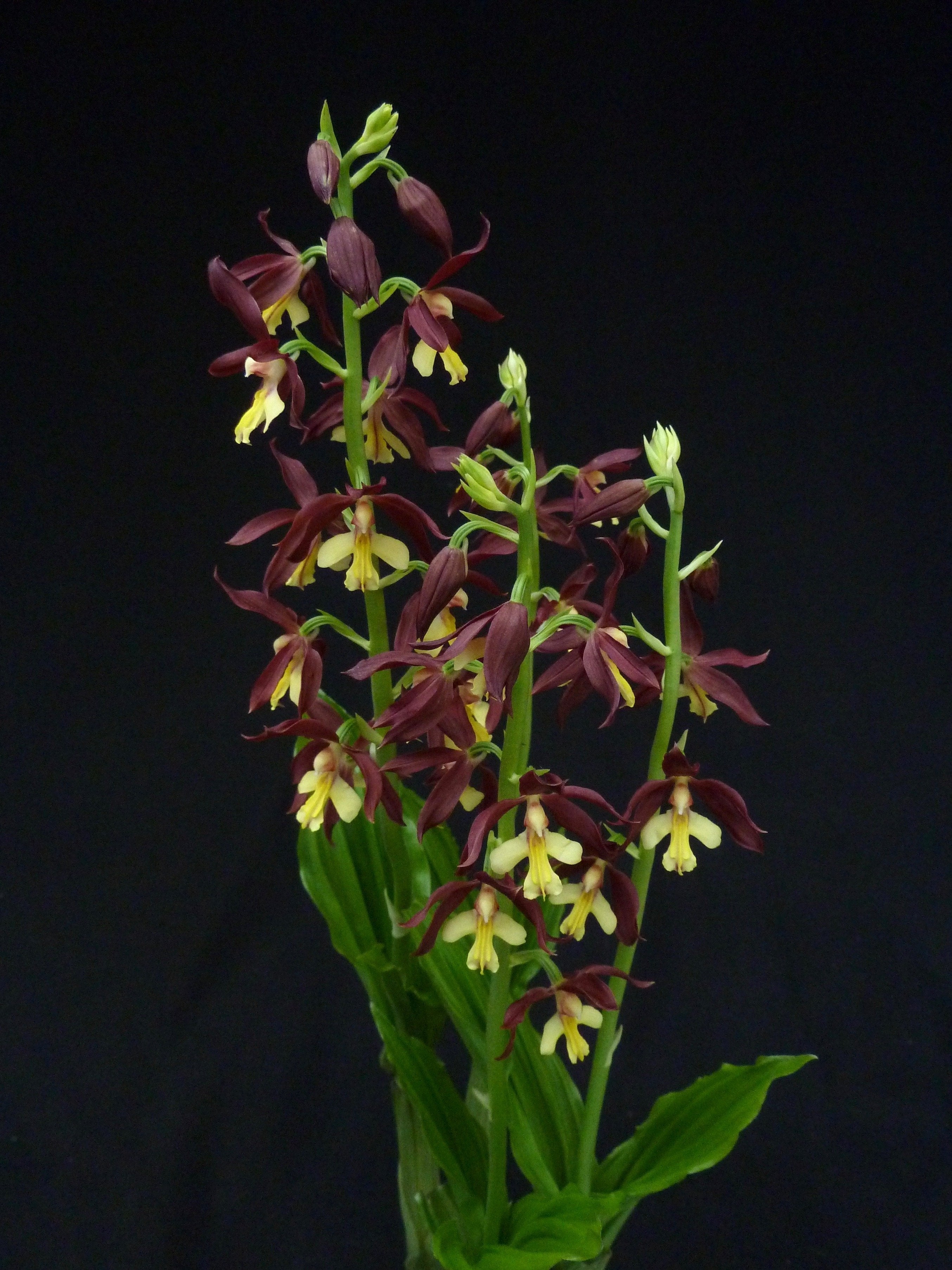 Calanthe Takane (sieboldii x discolor)