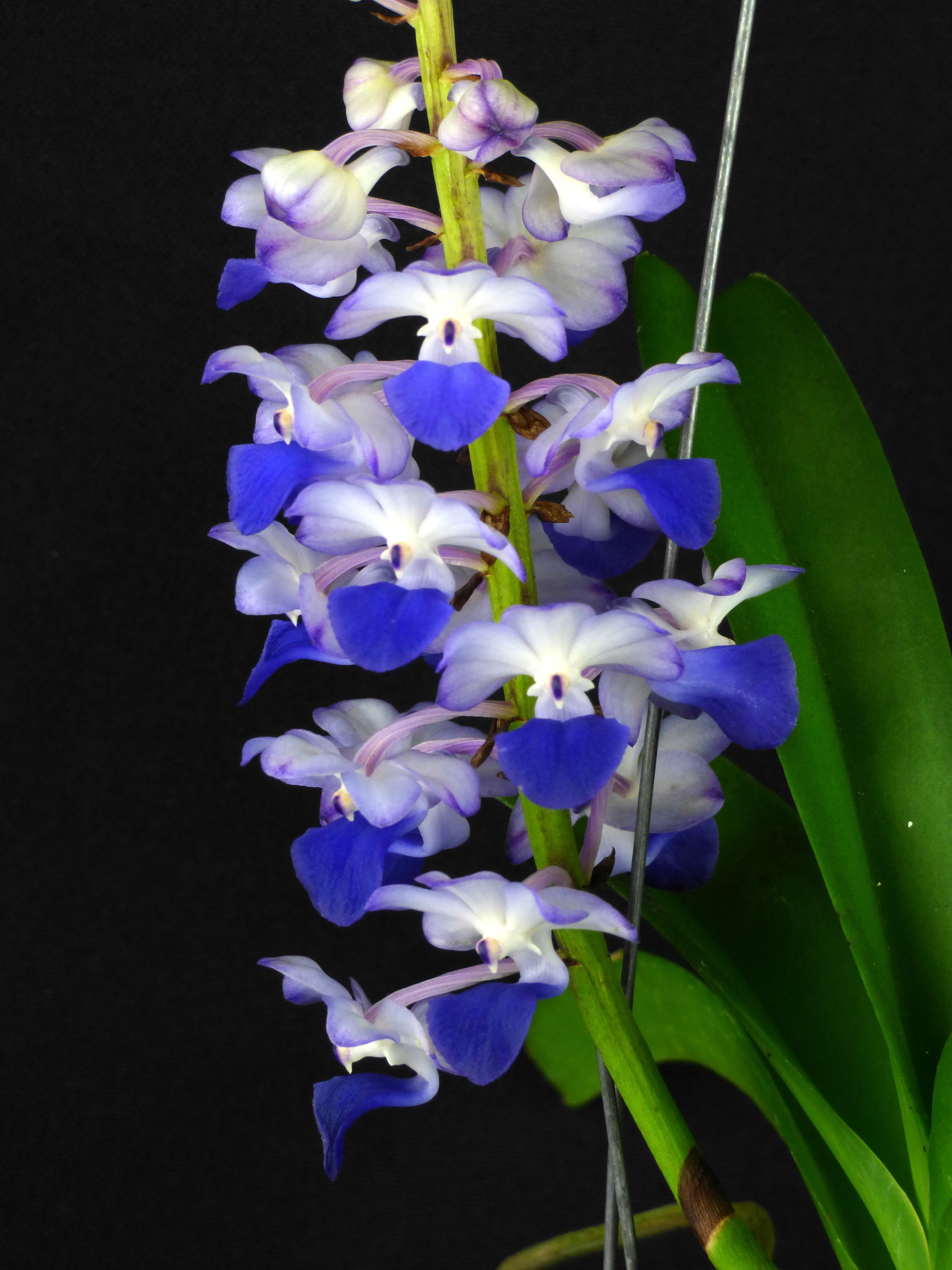Rhynchostylis coelestis "Blau" "Groß XXXL"
