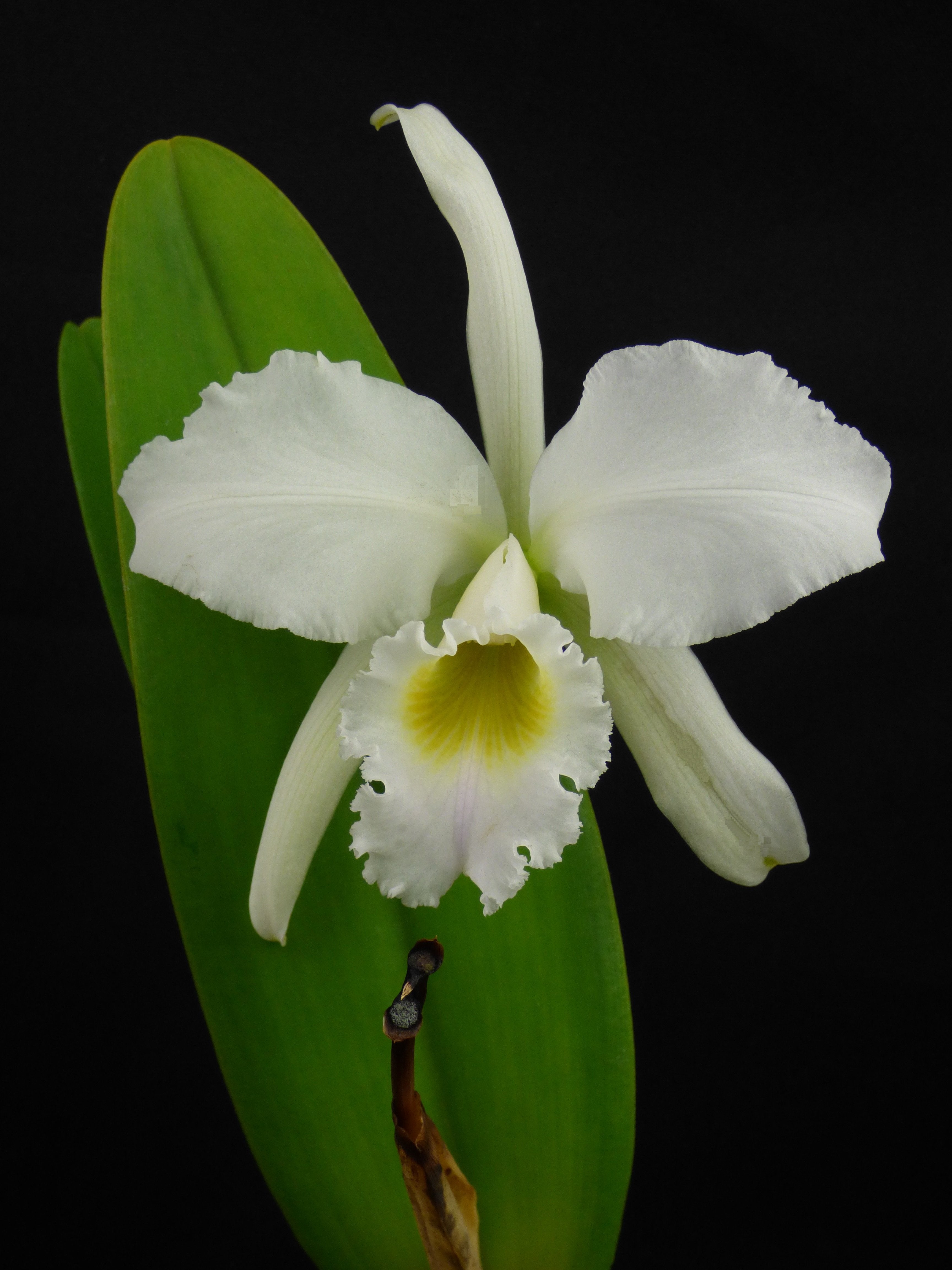 Cattleya percivaliana "Christmas Cheer"