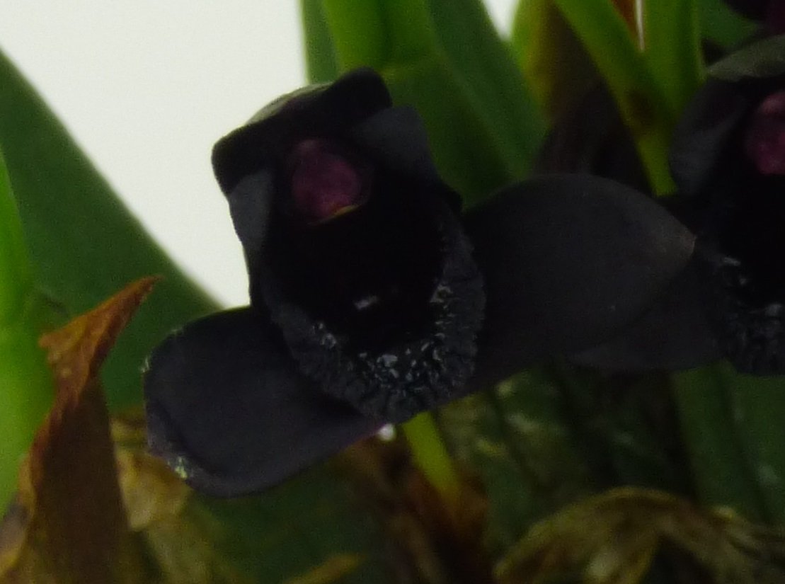 Maxillaria schunkeana "Big"