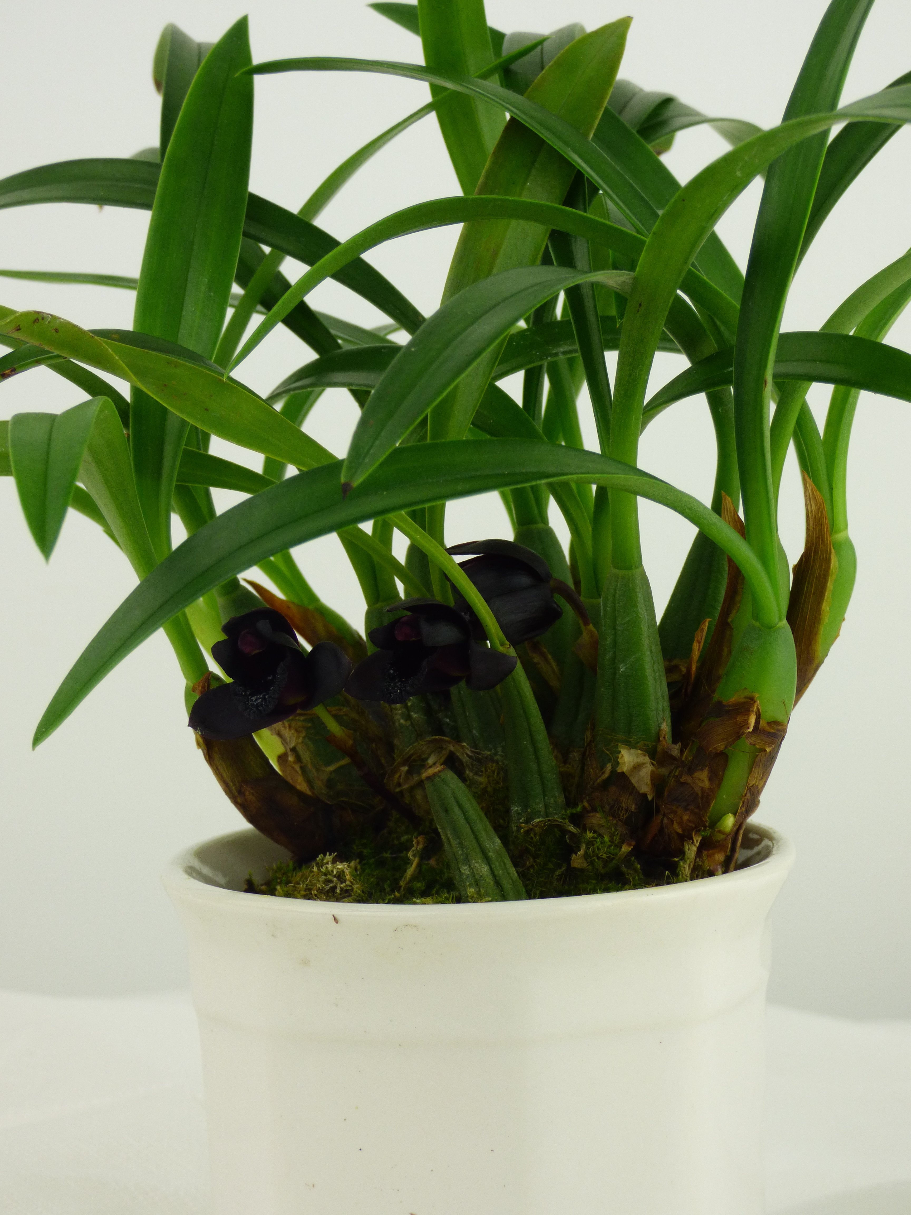Maxillaria schunkeana "Big"