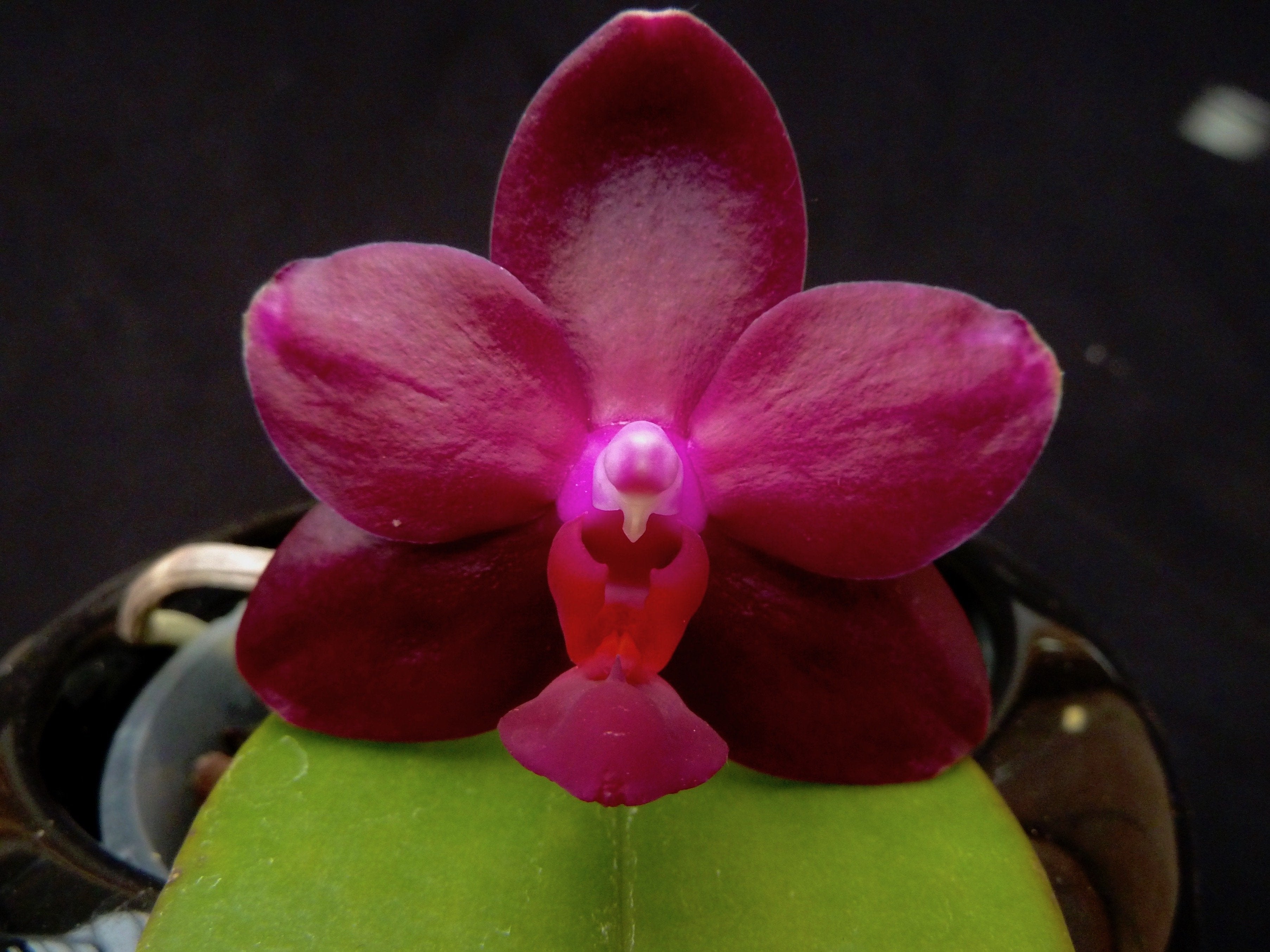 Phalaenopsis Sogo Pony Miro