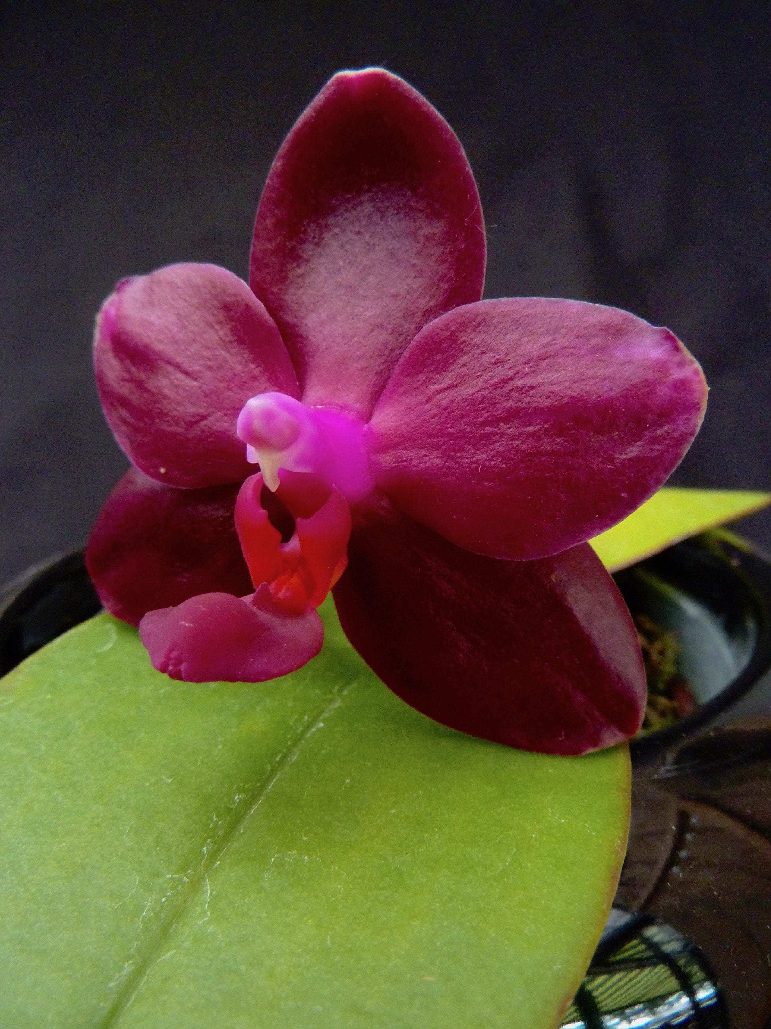 Phalaenopsis Sogo Pony Miro